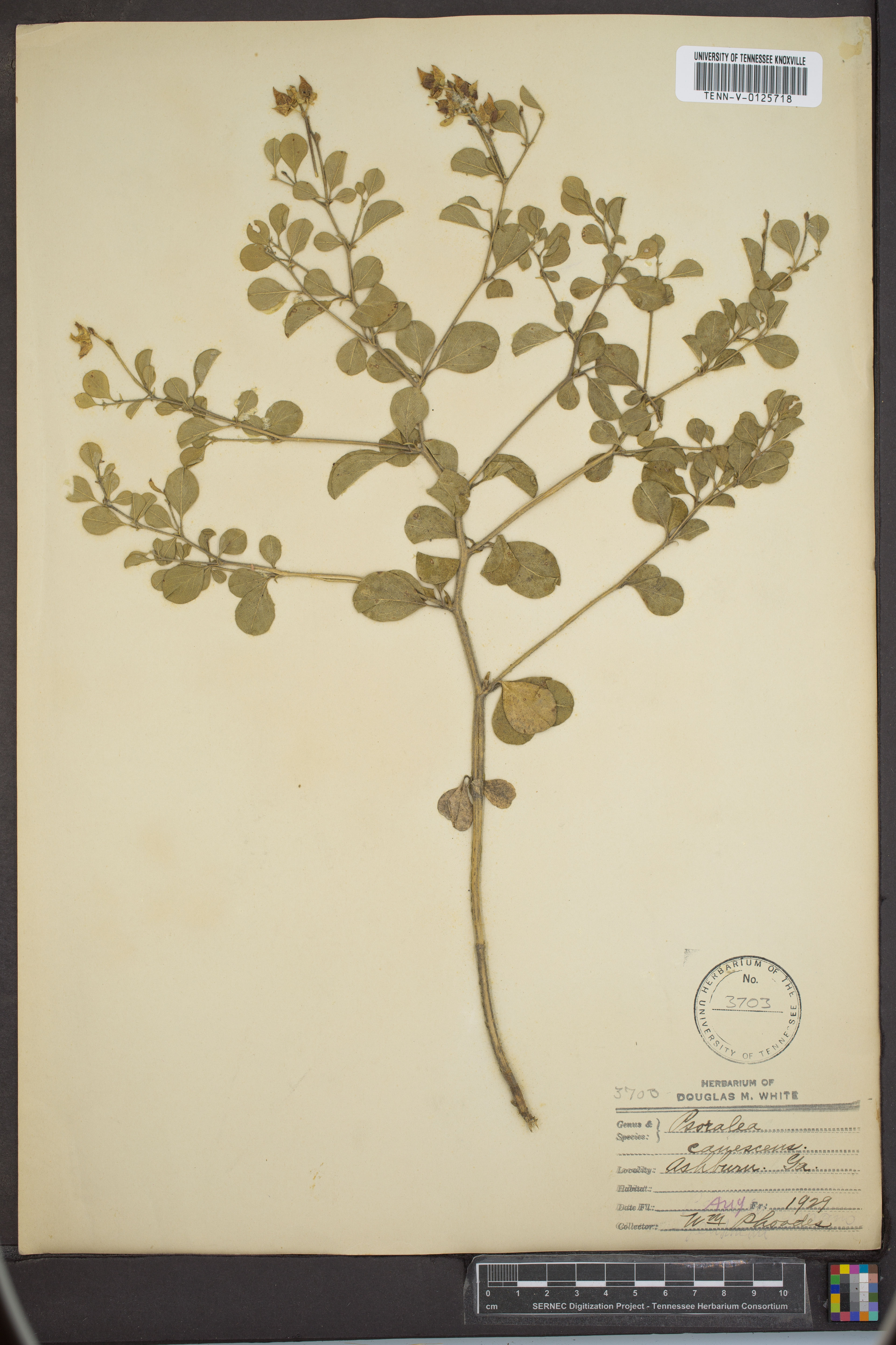 Psoralea canescens - 10