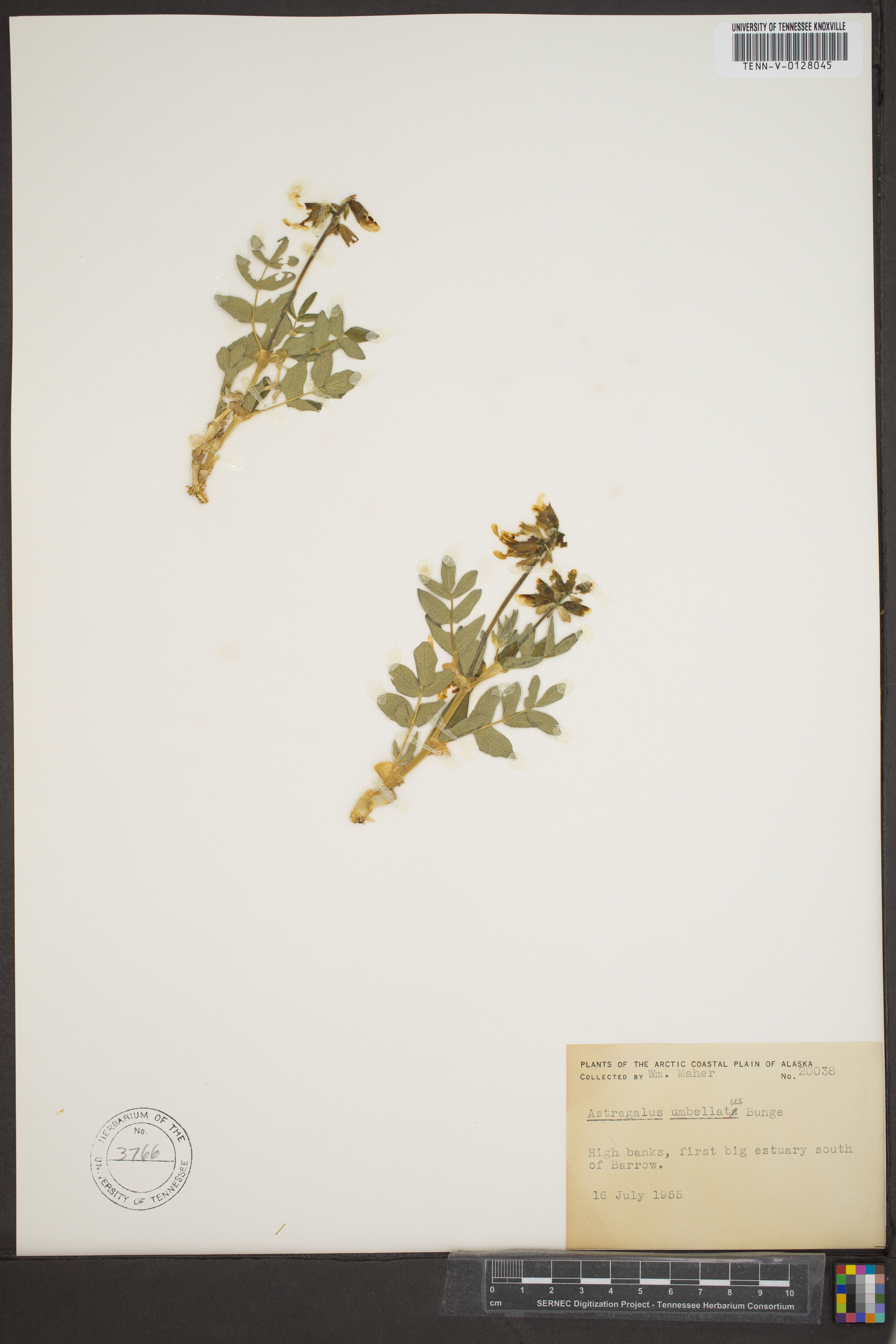 Astragalus umbellatus - 10