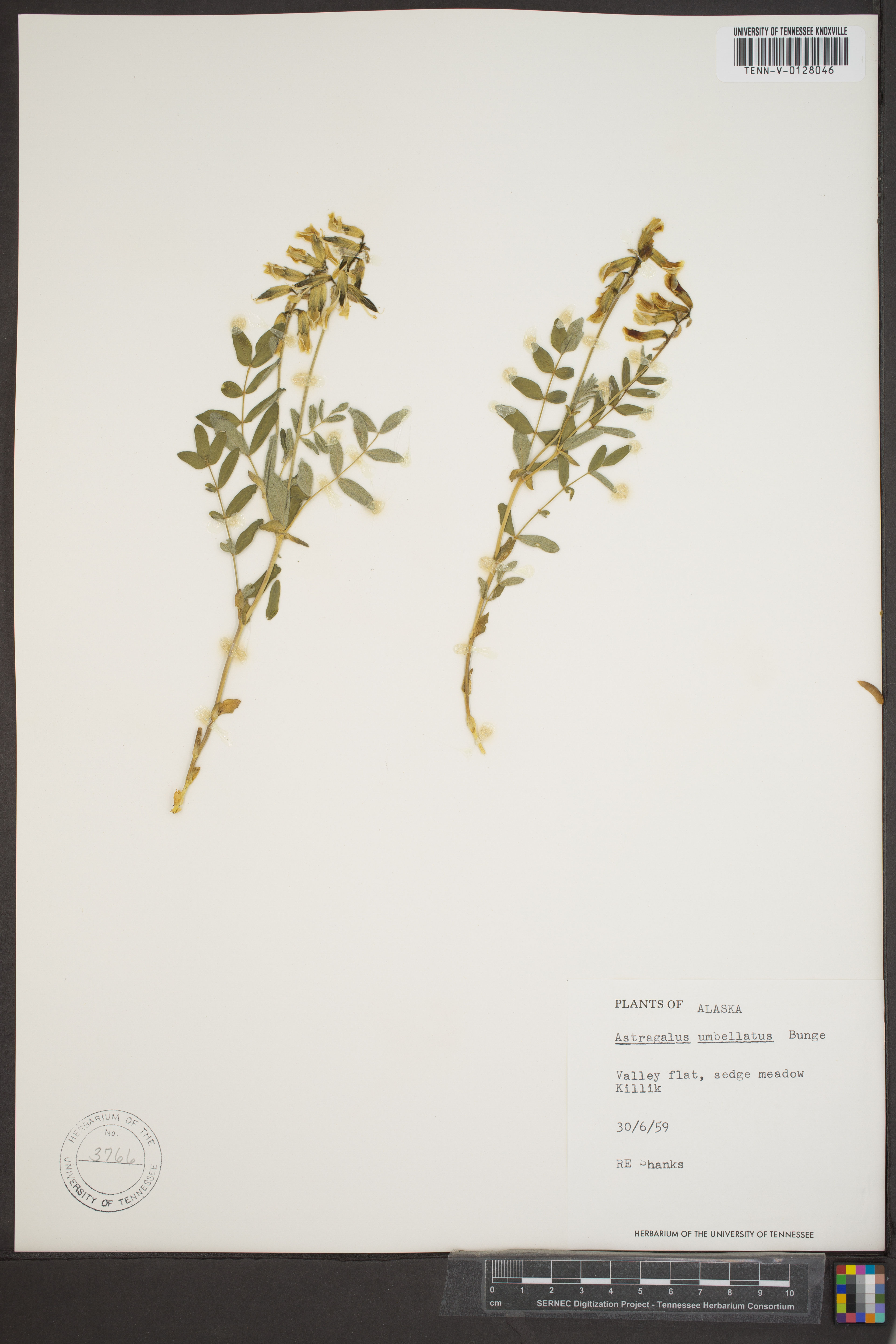 Astragalus umbellatus - 14