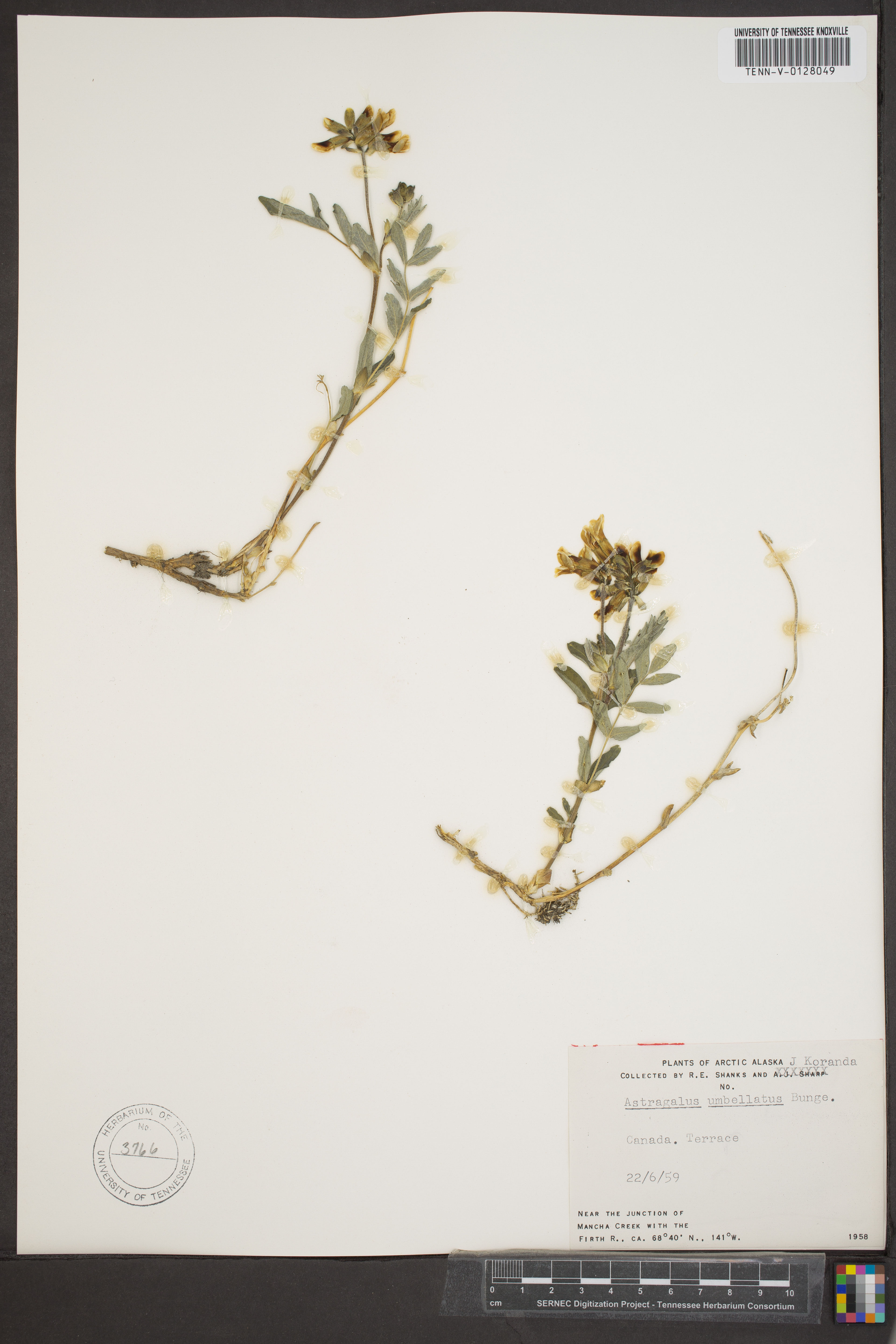 Astragalus umbellatus - 44