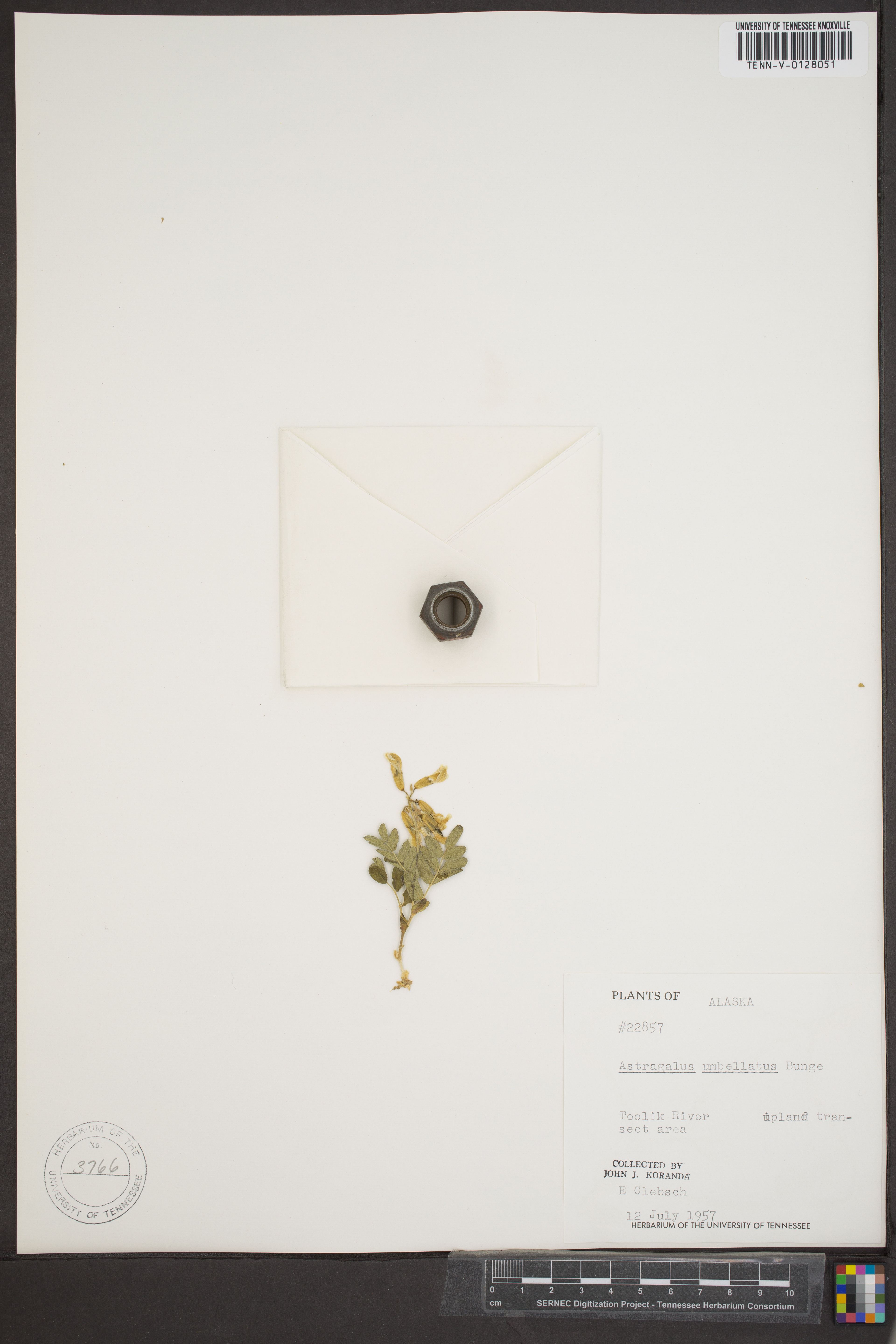 Astragalus umbellatus - 19