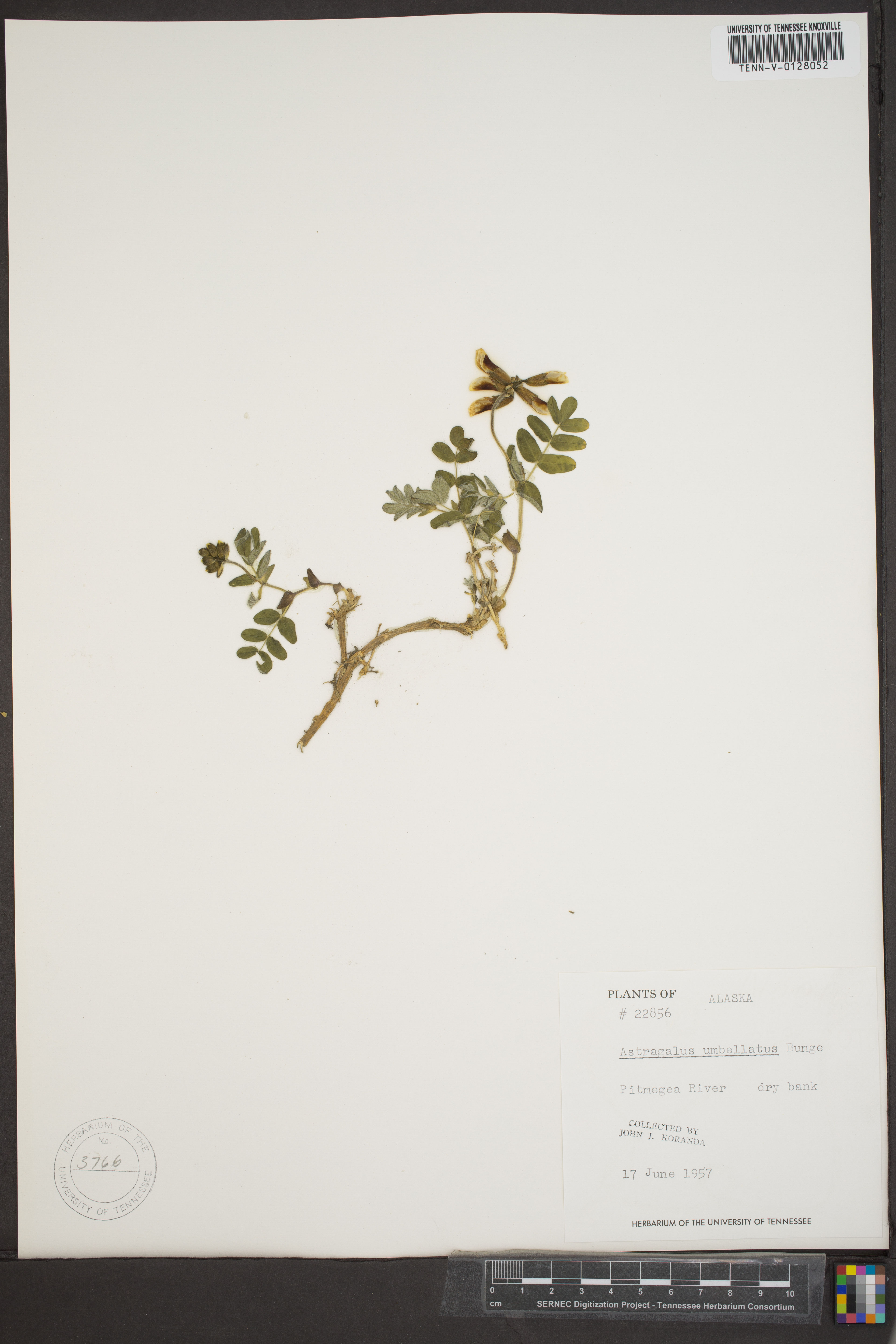 Astragalus umbellatus - 22