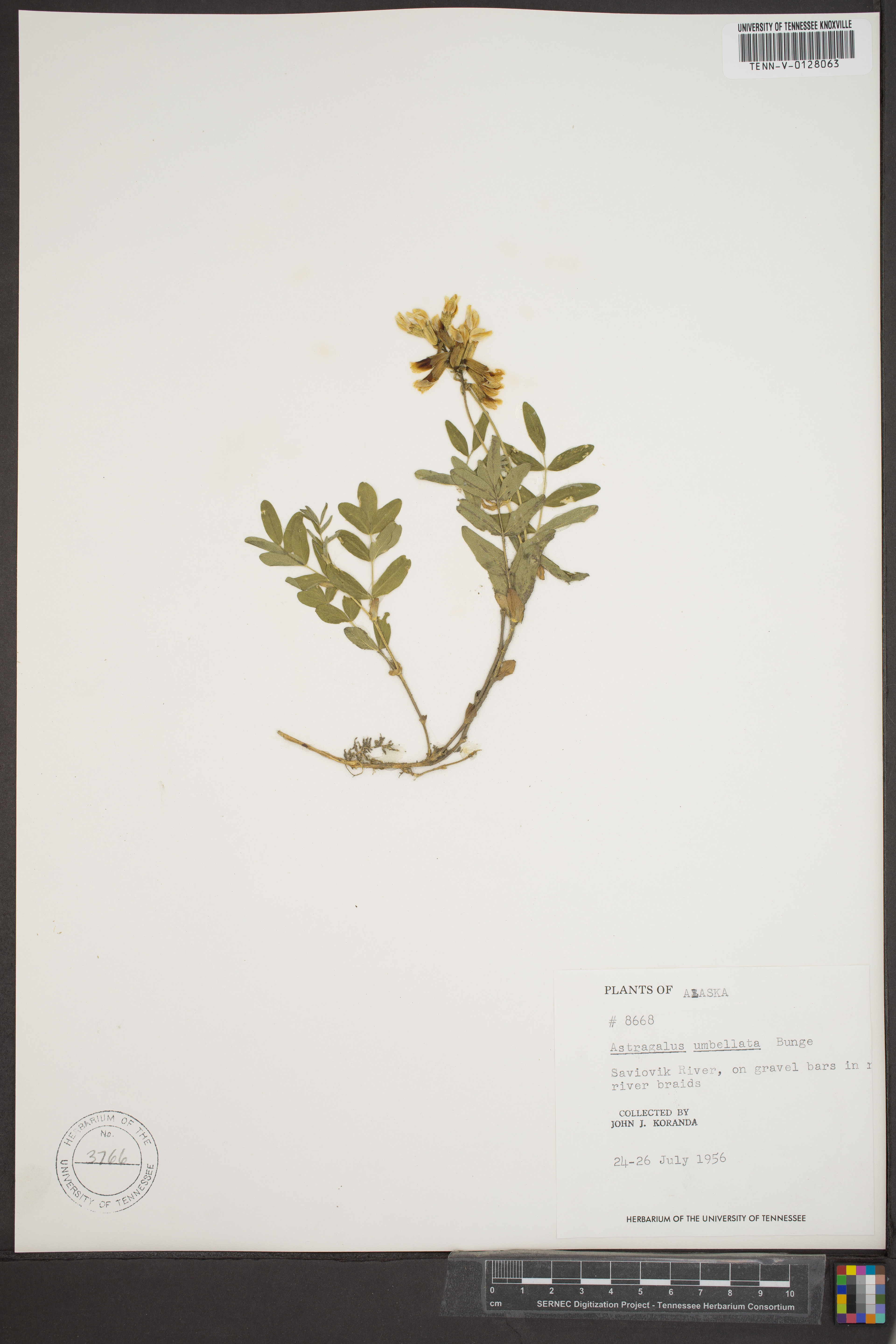 Astragalus umbellatus - 61