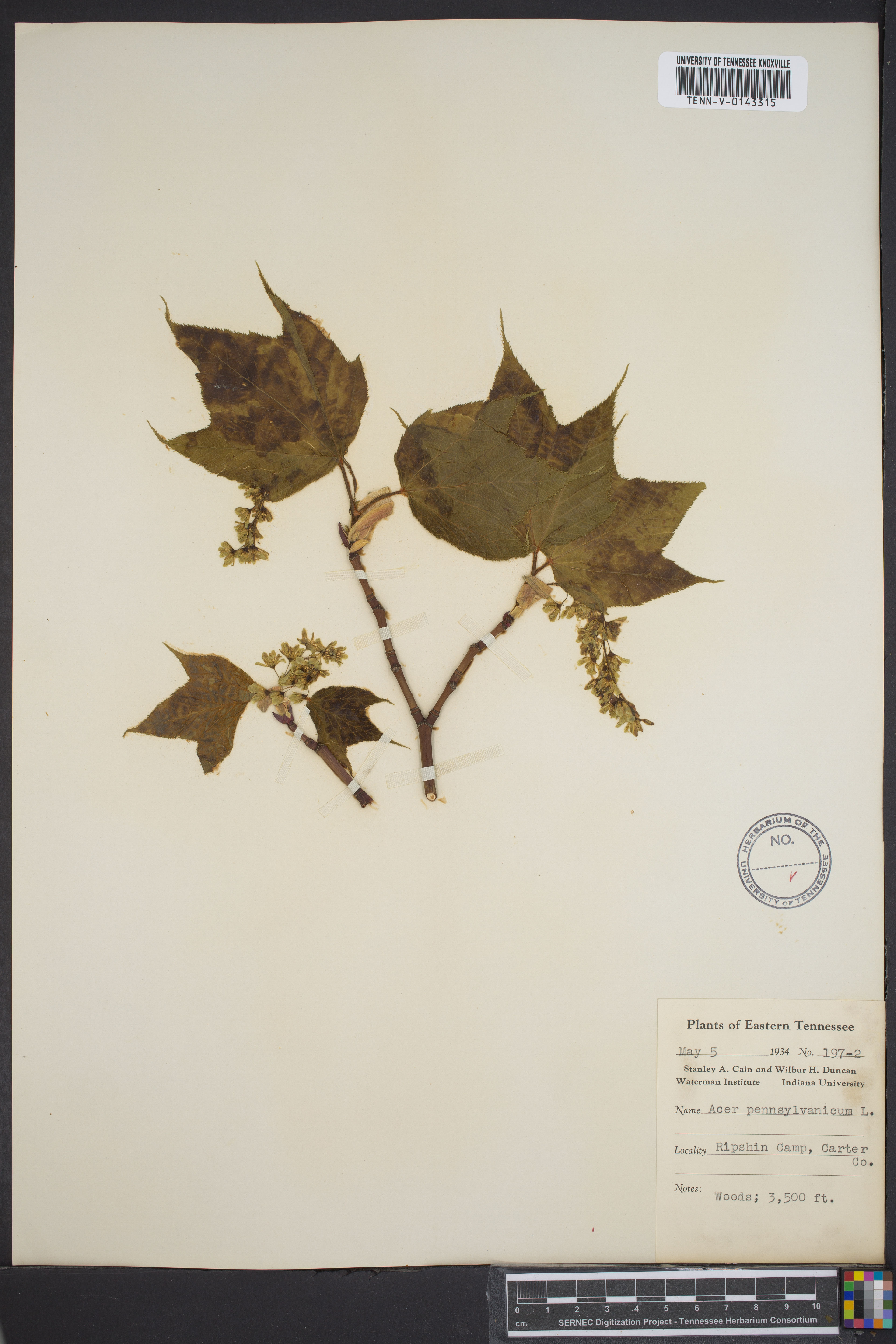 Acer pensylvanicum - 71