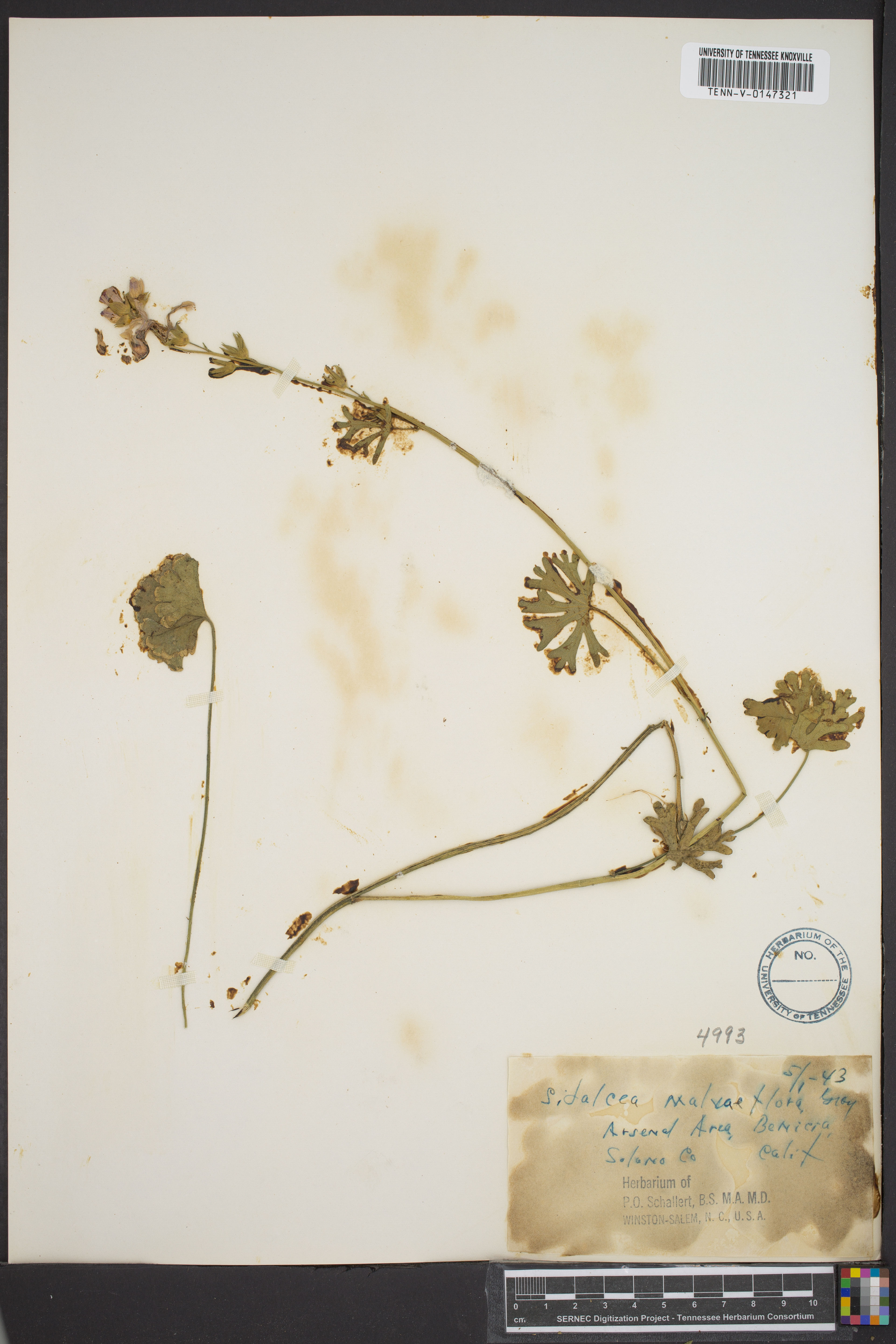 Sidalcea malviflora - 22