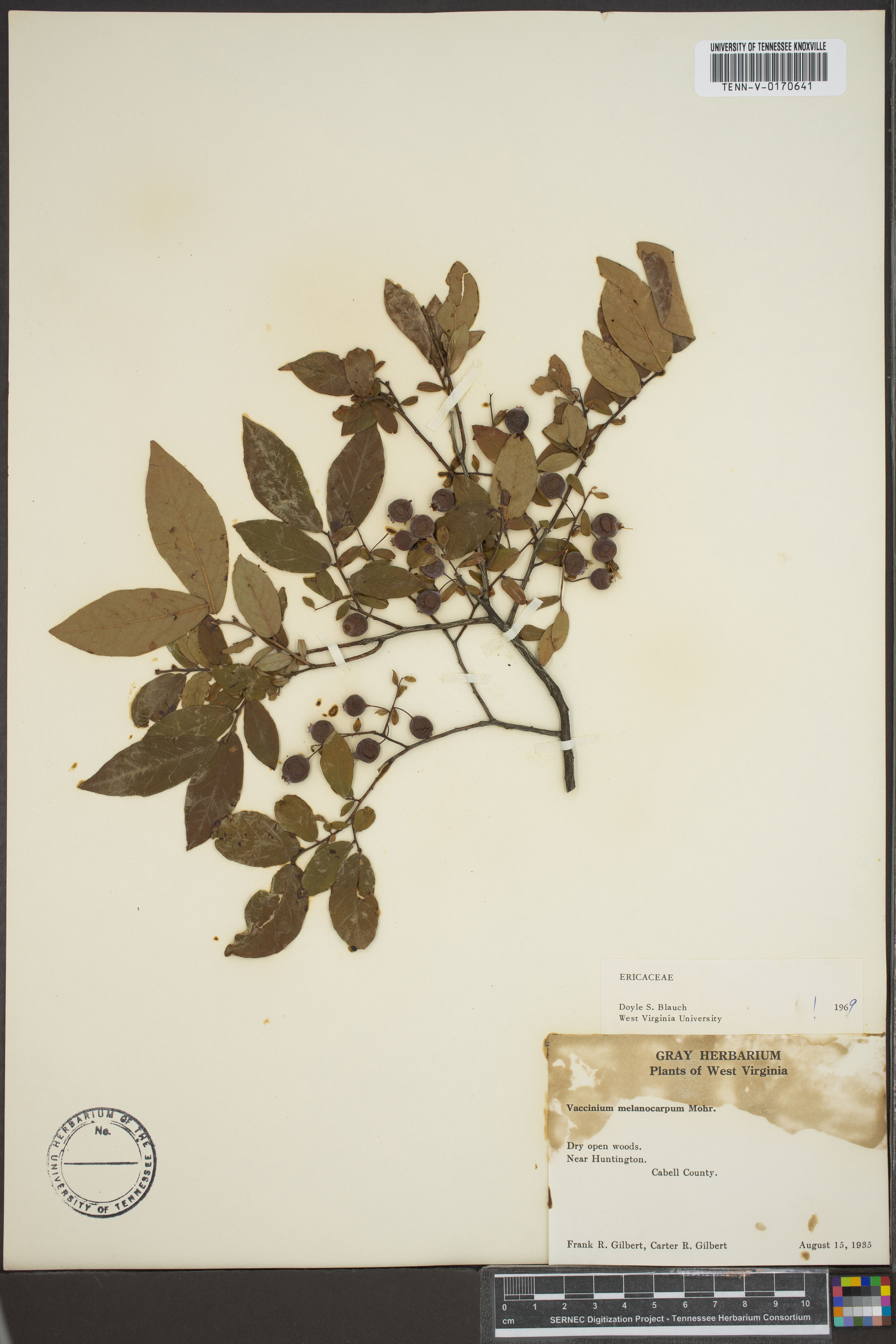 Vaccinium melanocarpum - 37