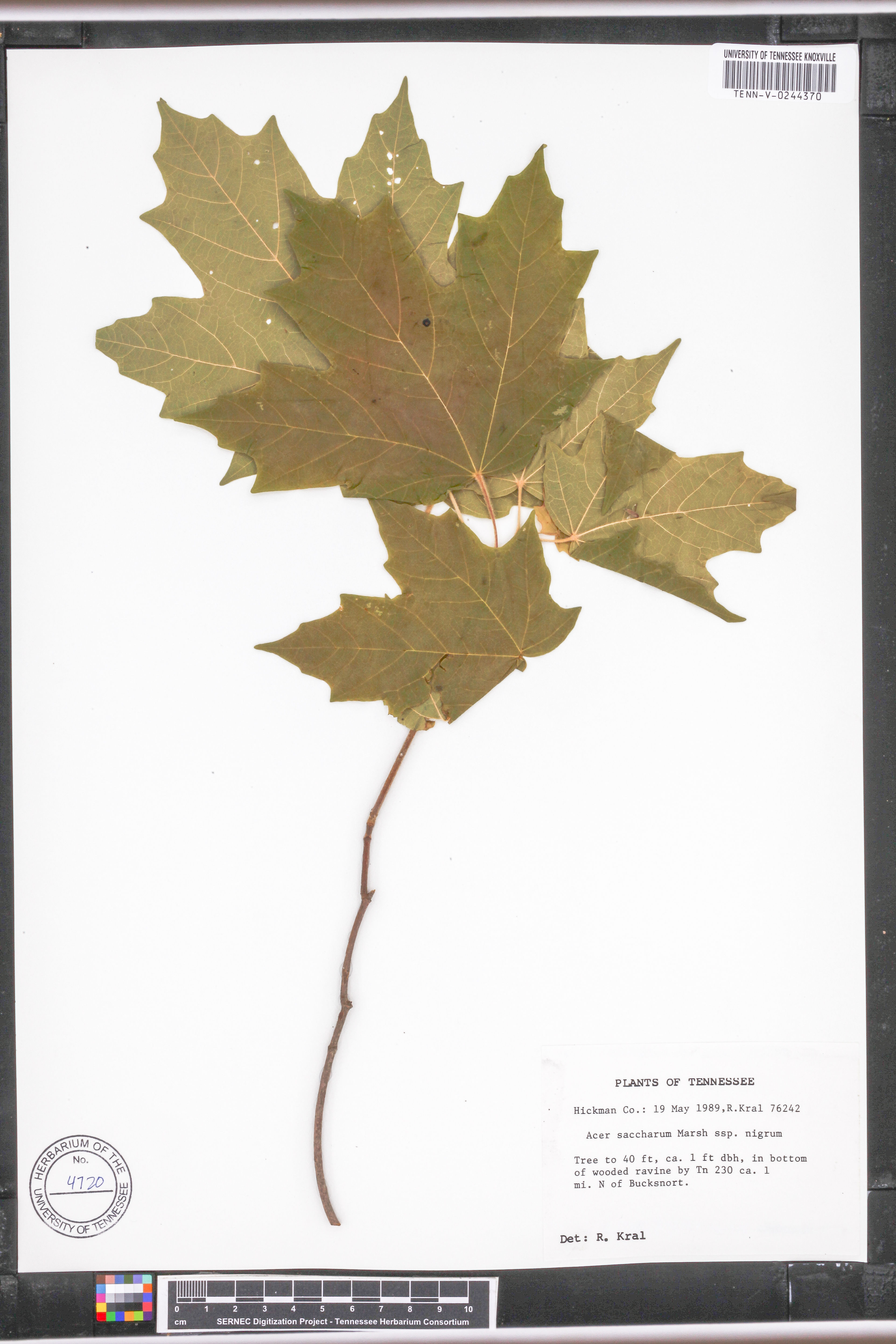 Acer saccharum nigrum - 36