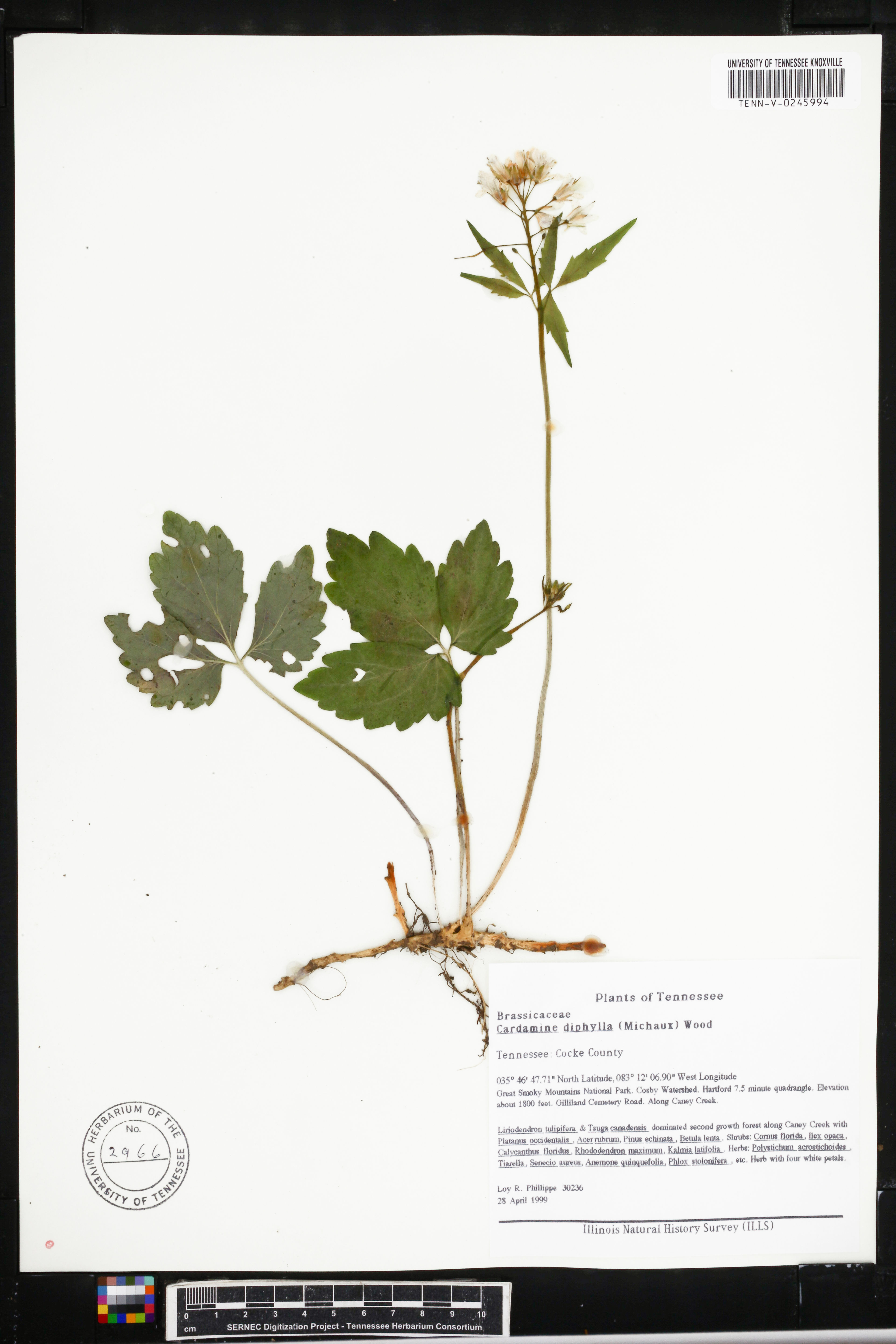Dentaria diphylla - 22
