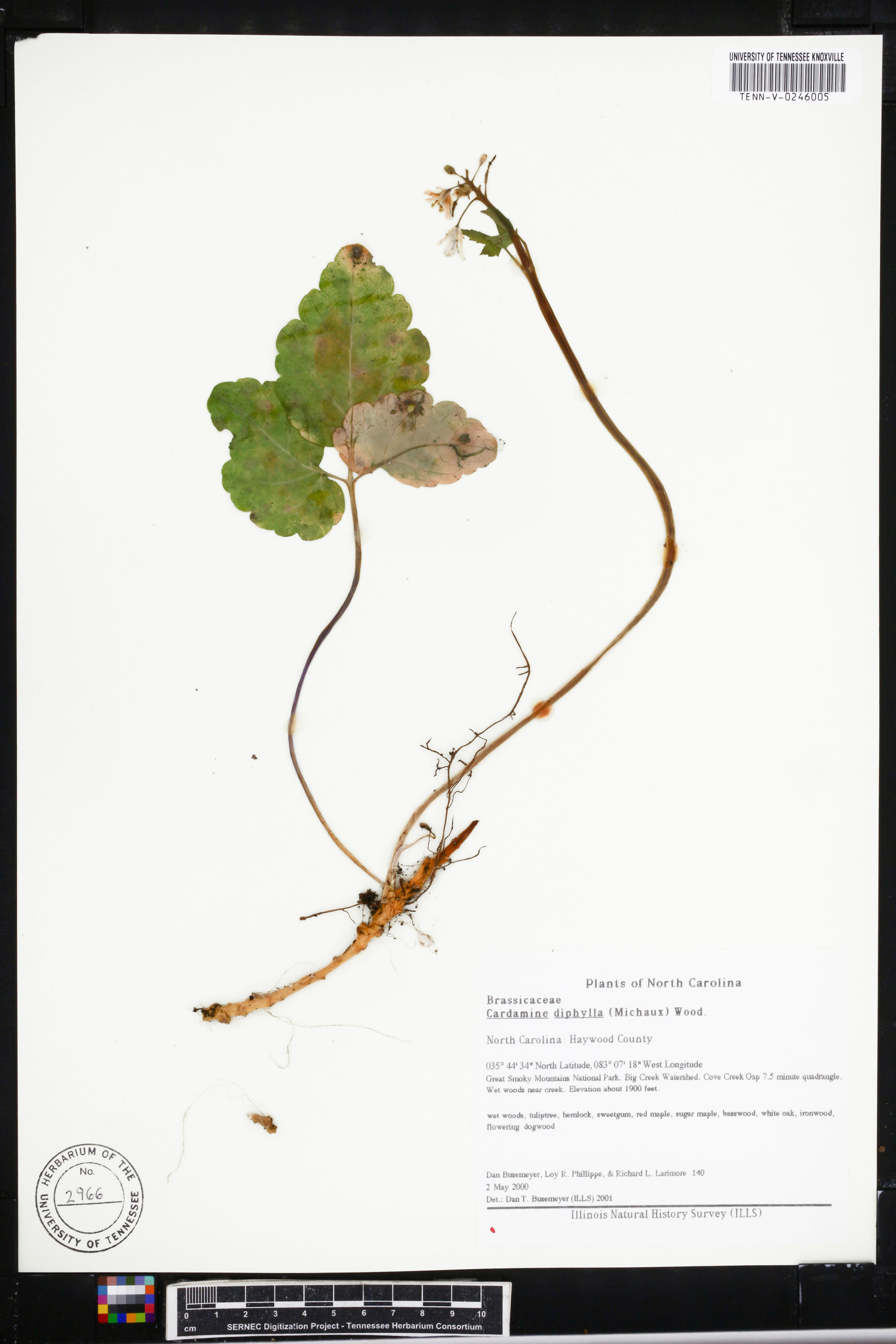 Dentaria diphylla - 60