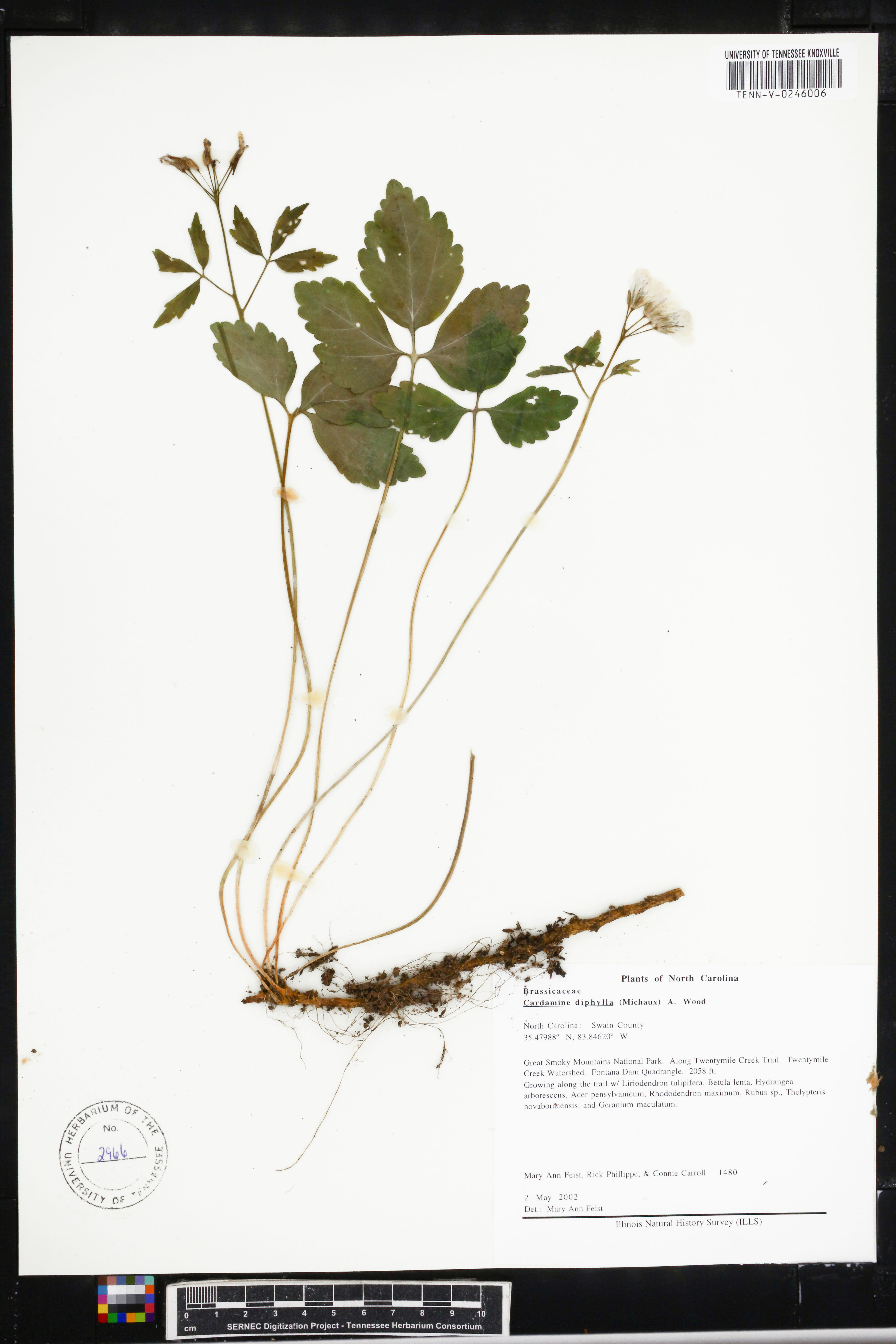 Dentaria diphylla - 75