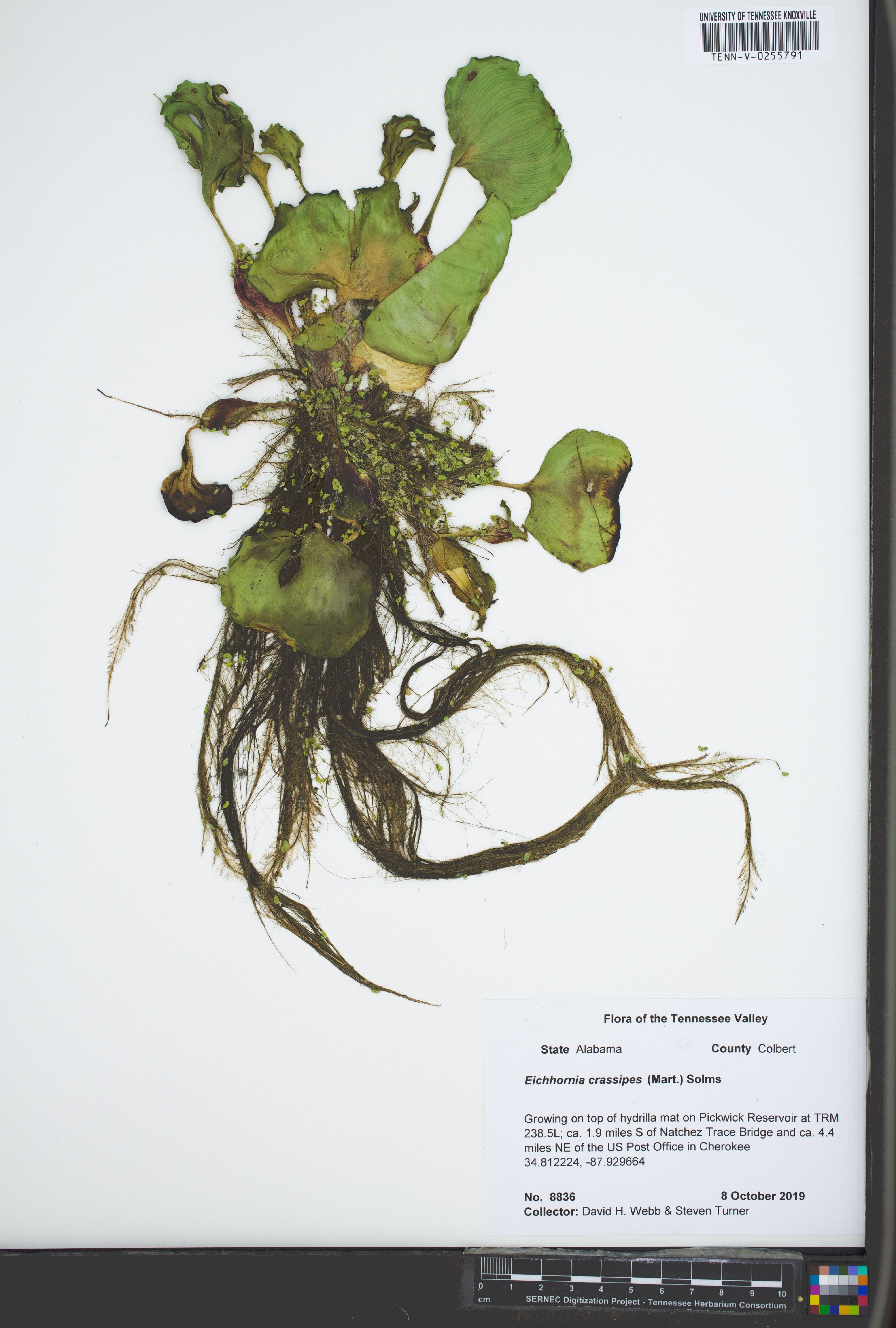 Eichhornia crassipes - 50