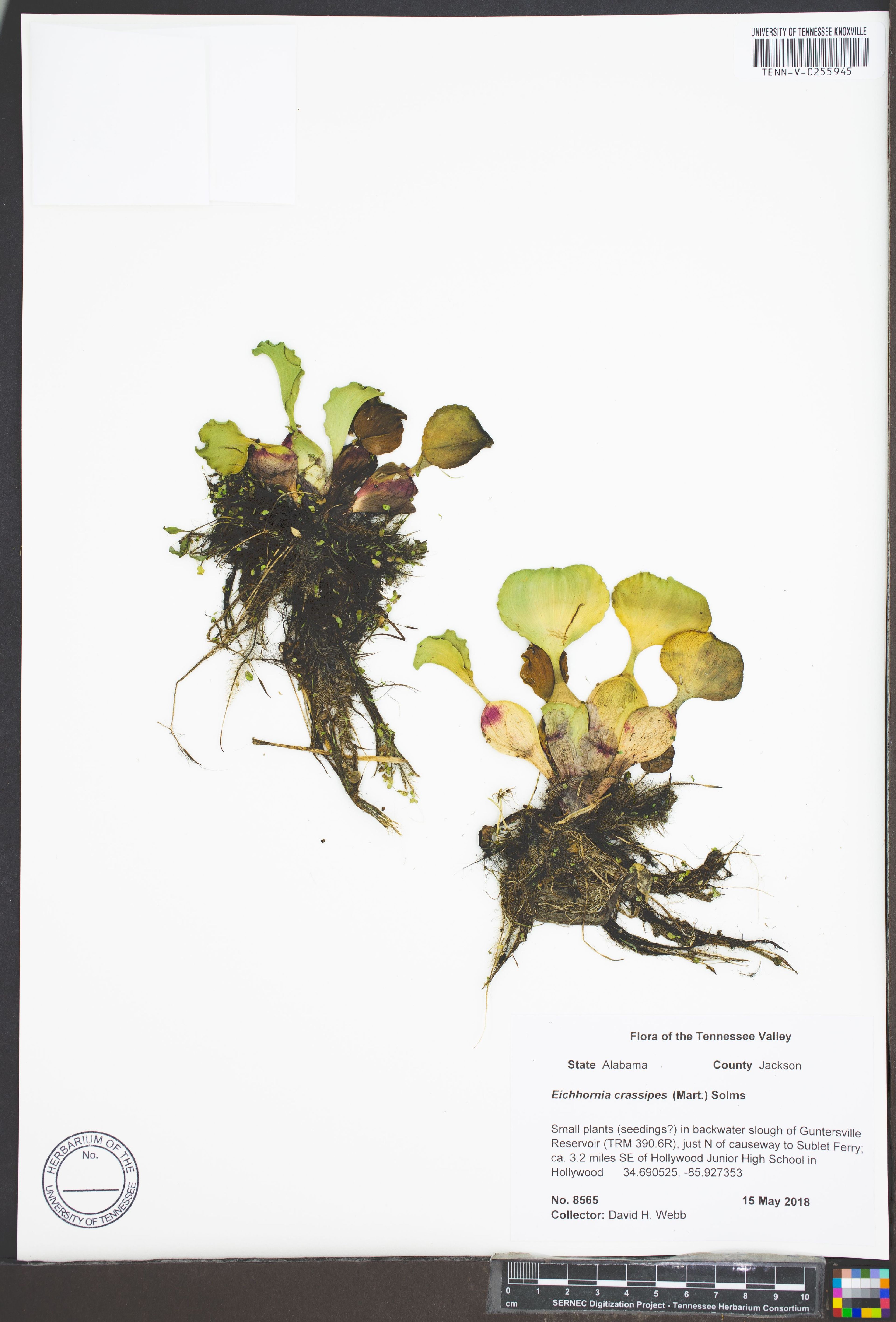 Eichhornia crassipes - 24