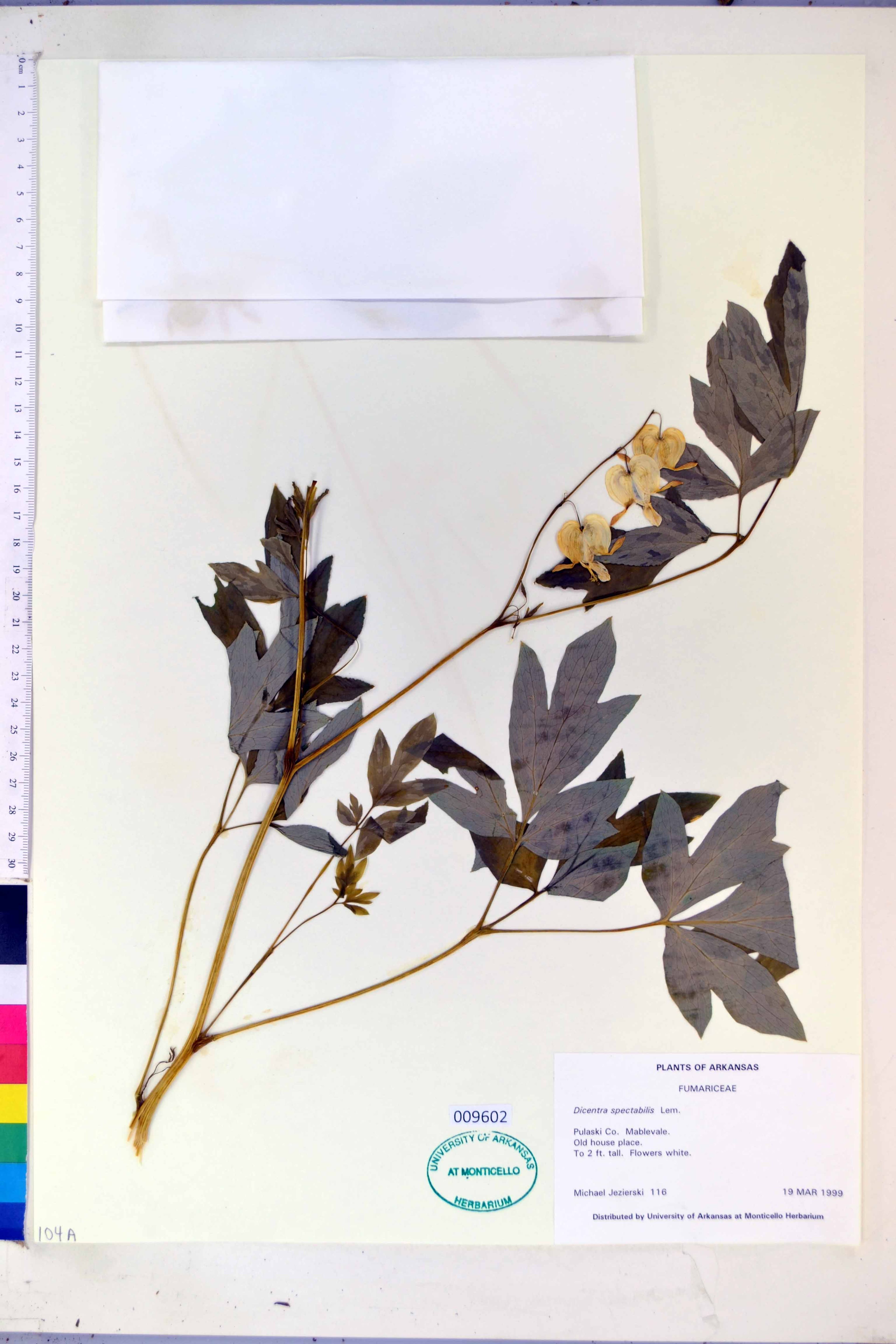 Dicentra spectabilis - 60