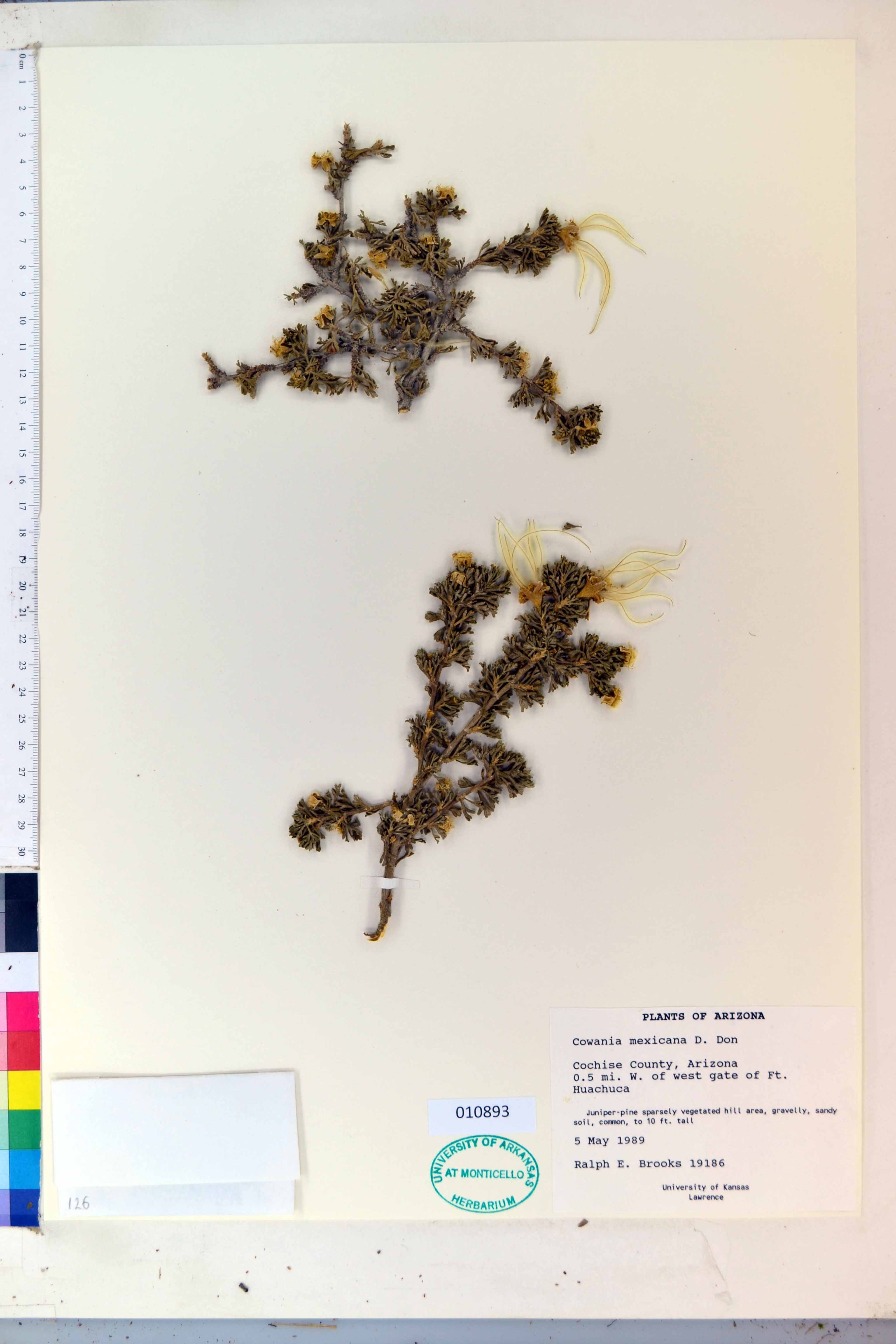 Cowania mexicana - 57