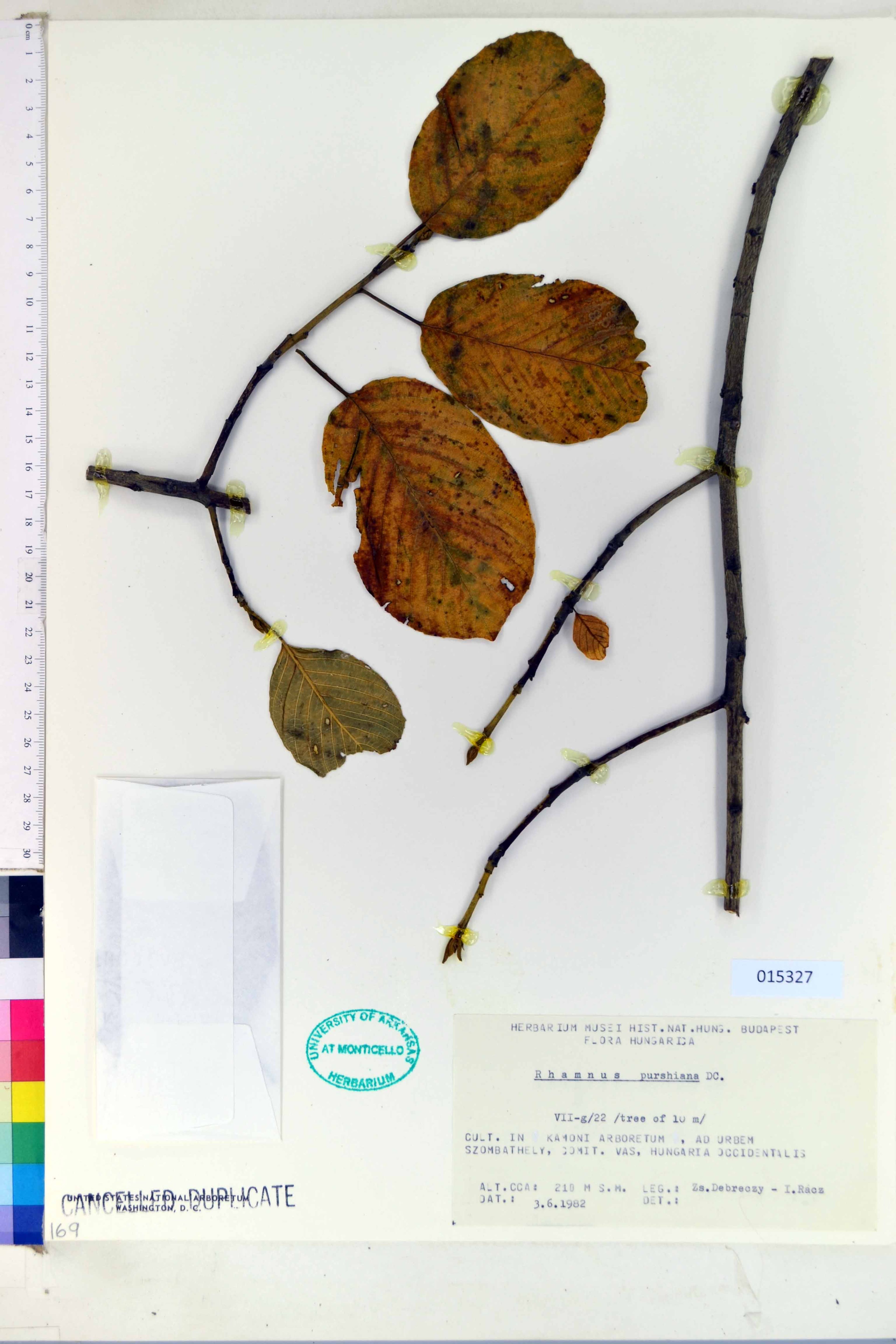 Rhamnus purshiana - 33