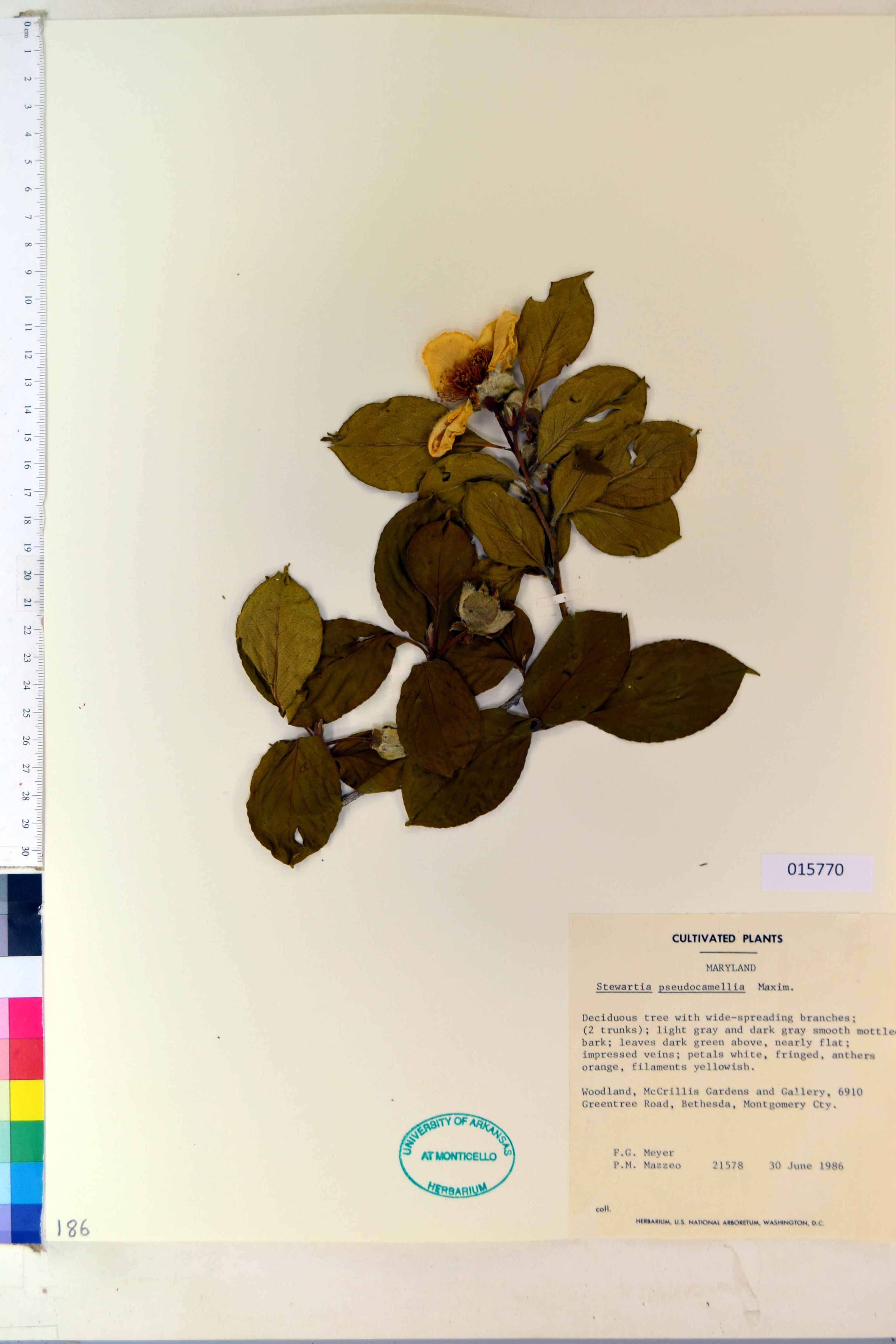 Stewartia pseudocamellia - 37
