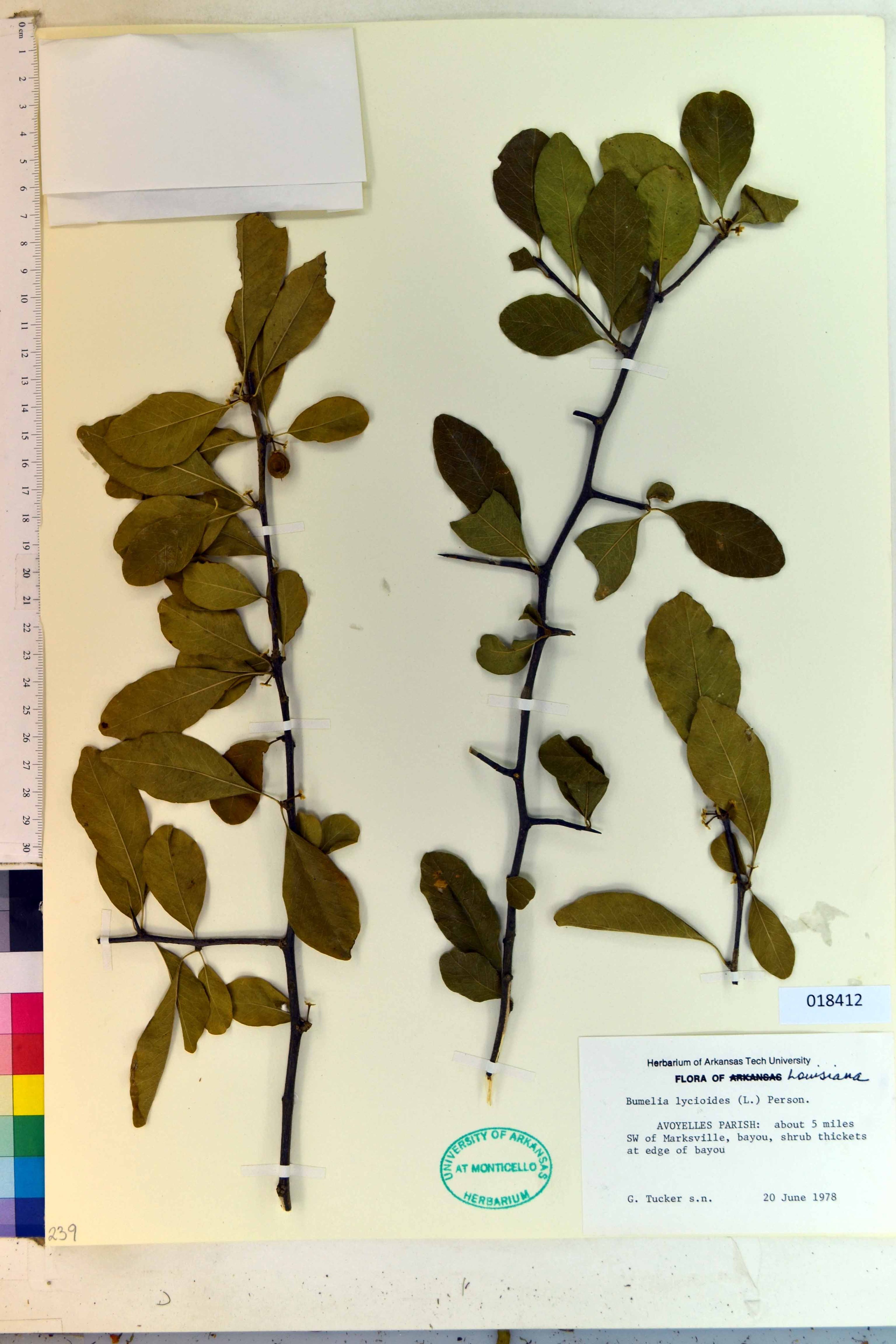 Bumelia lycioides - 39