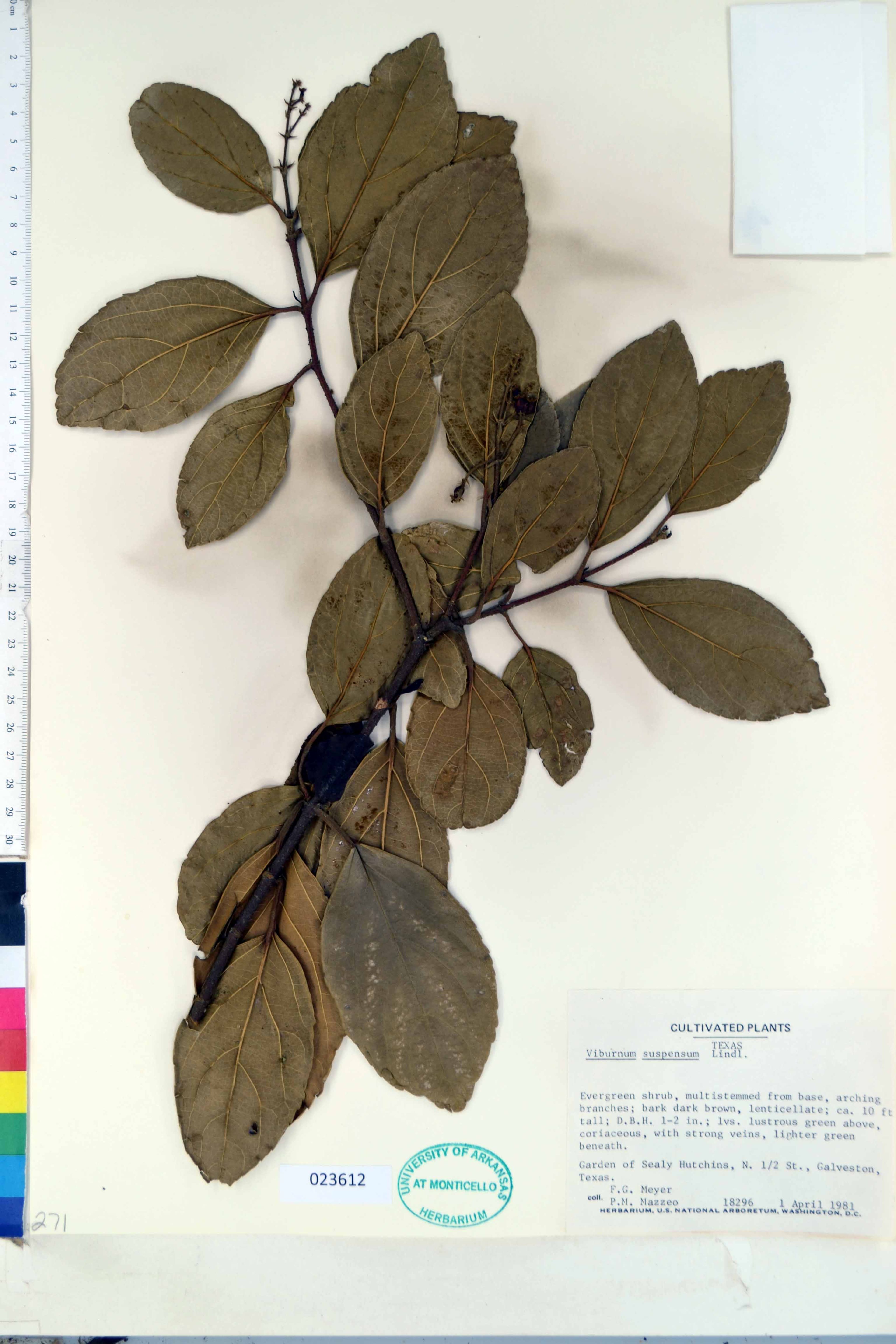 Viburnum suspensum - 64