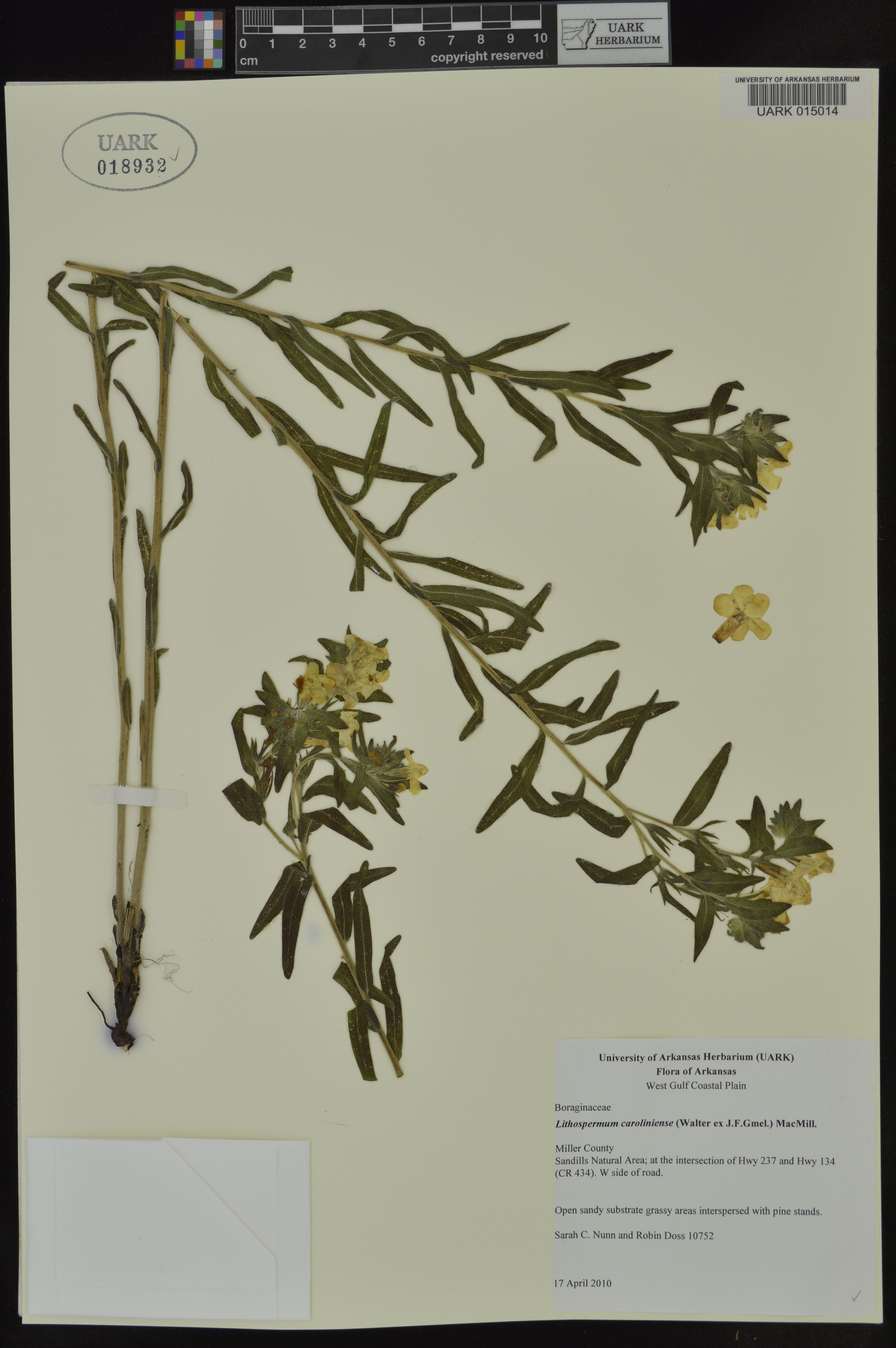 Lithospermum caroliniense - 56
