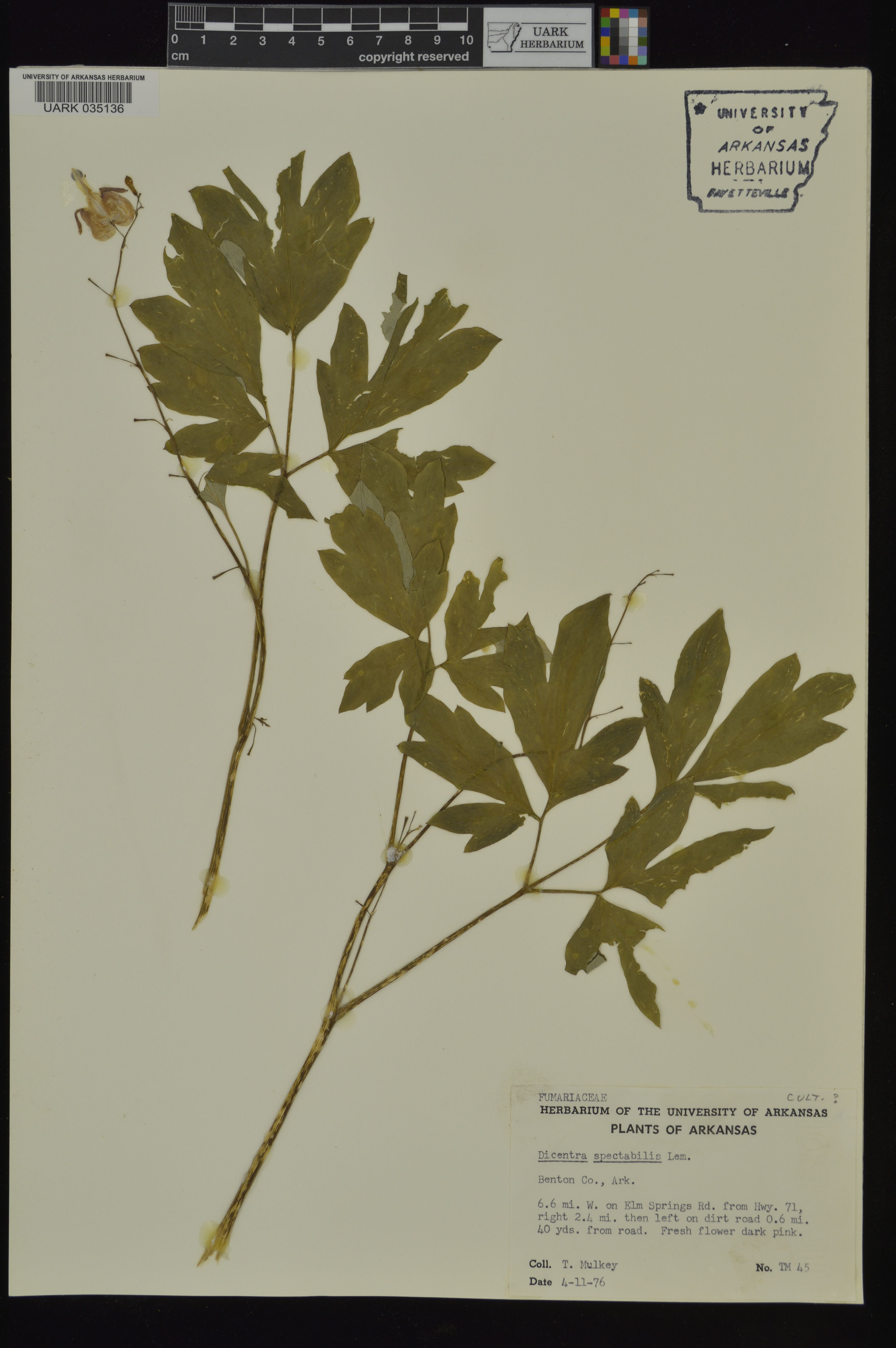 Dicentra spectabilis - 10