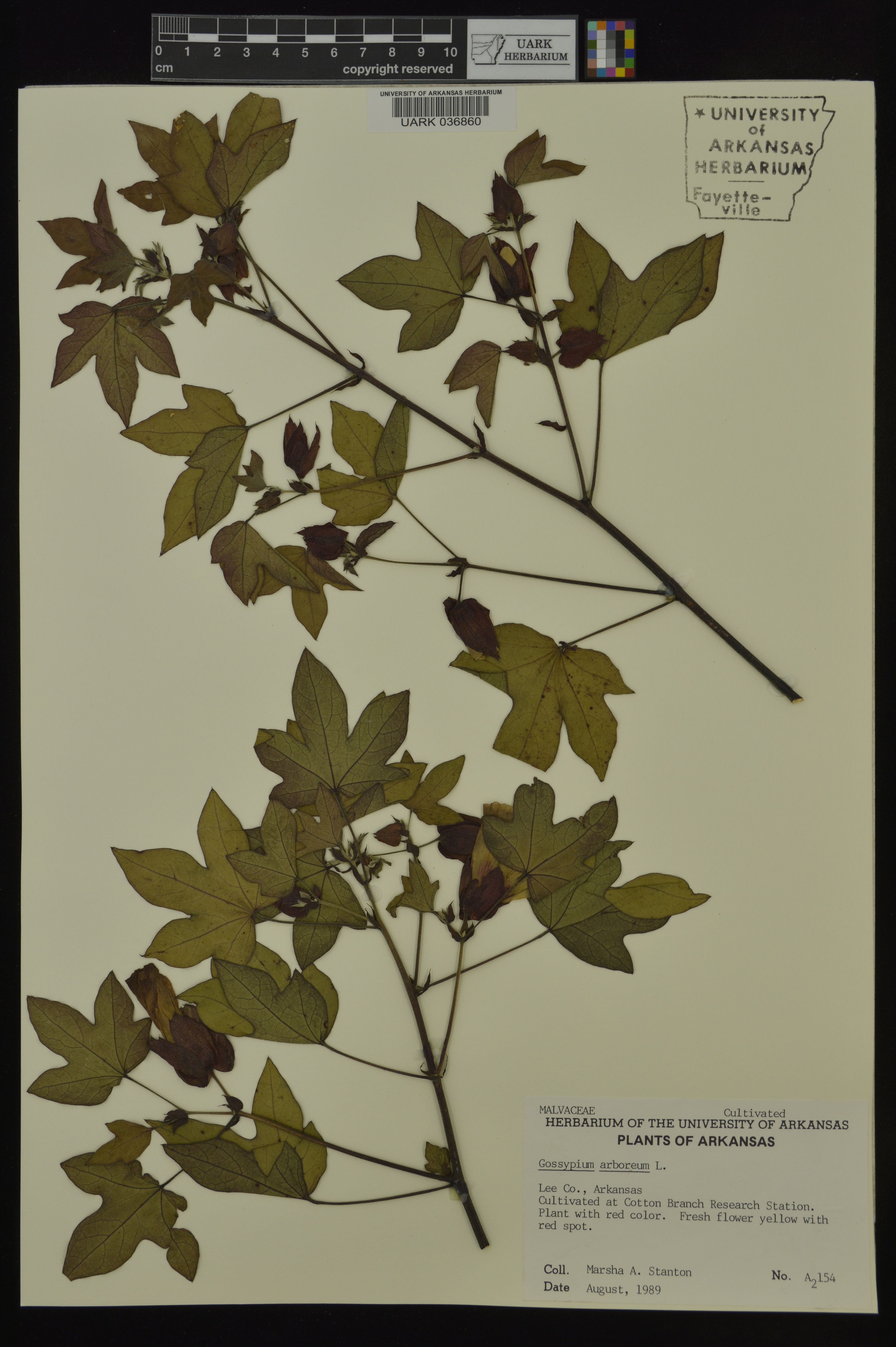 Gossypium arboreum - 22