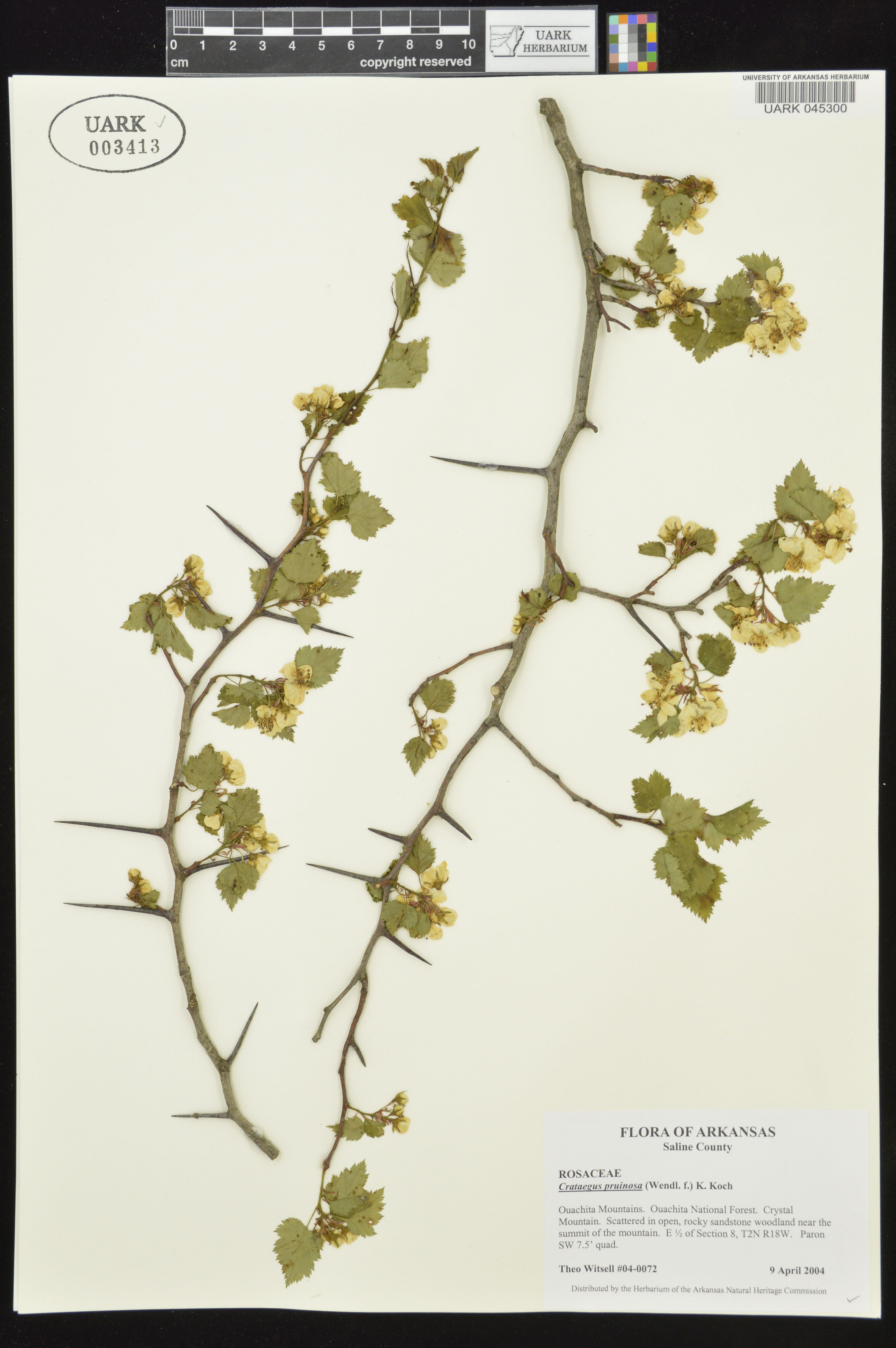 Crataegus pruinosa - 18