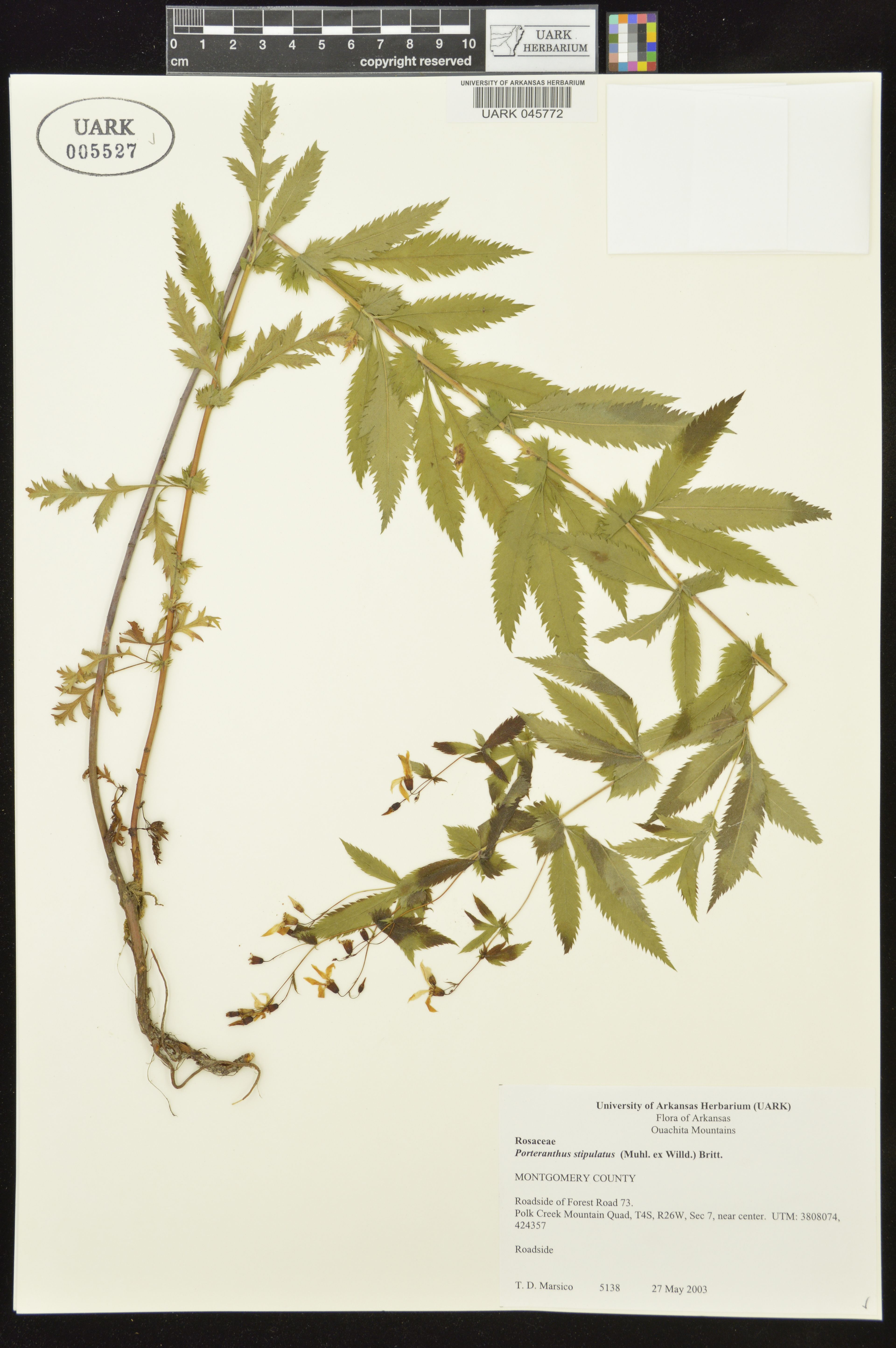 Gillenia stipulata - 78