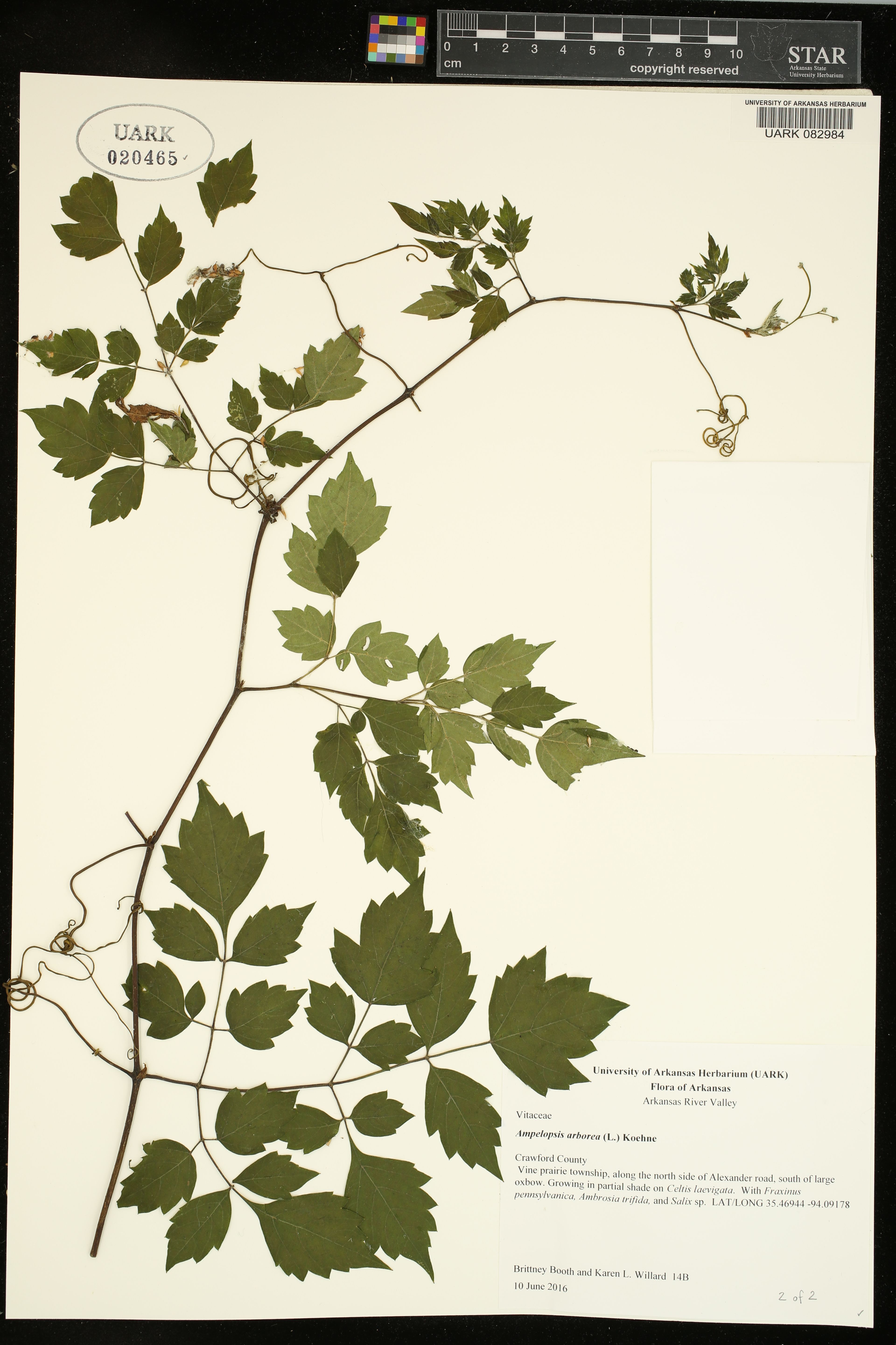 Ampelopsis arborea - 54