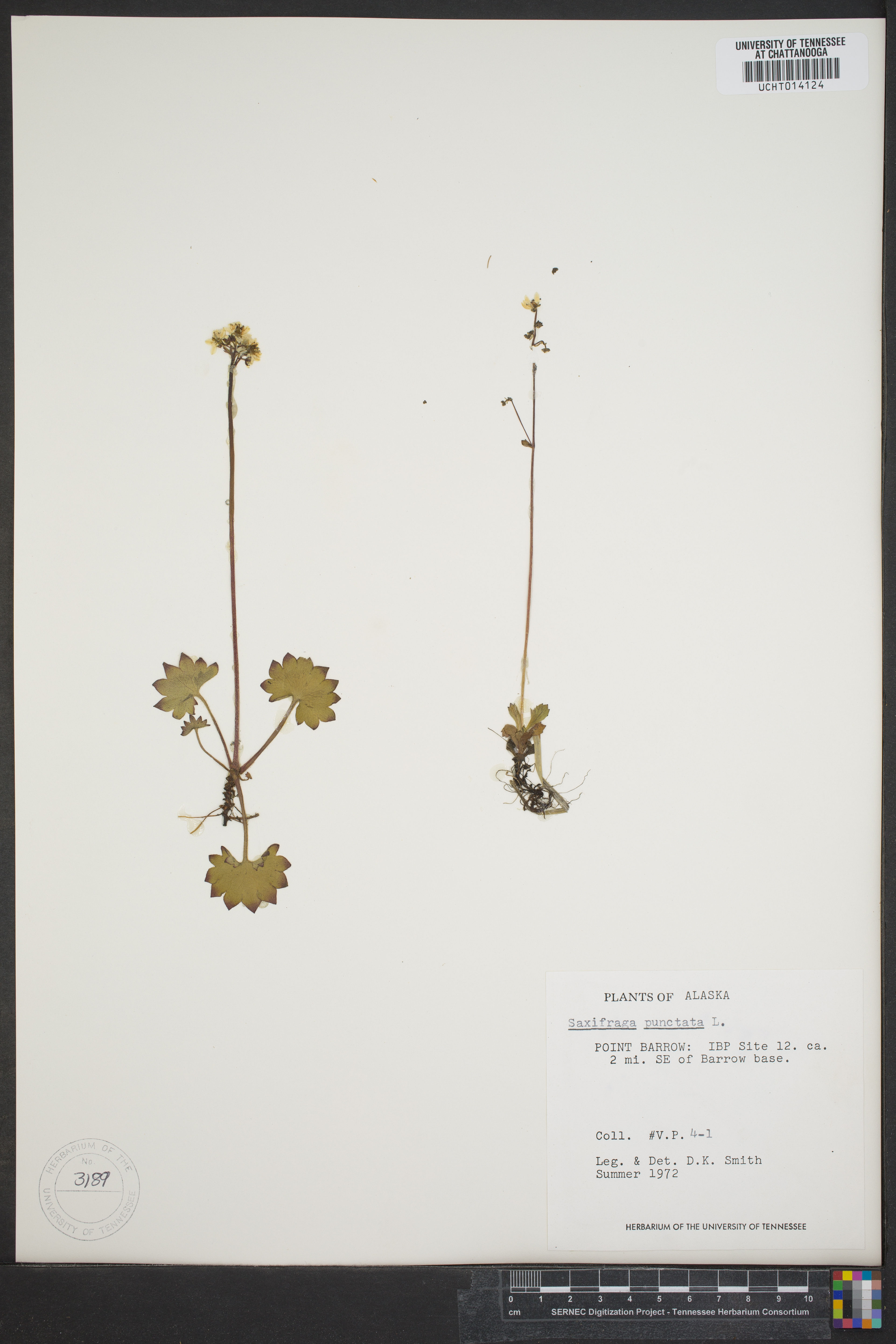 Saxifraga punctata - 13