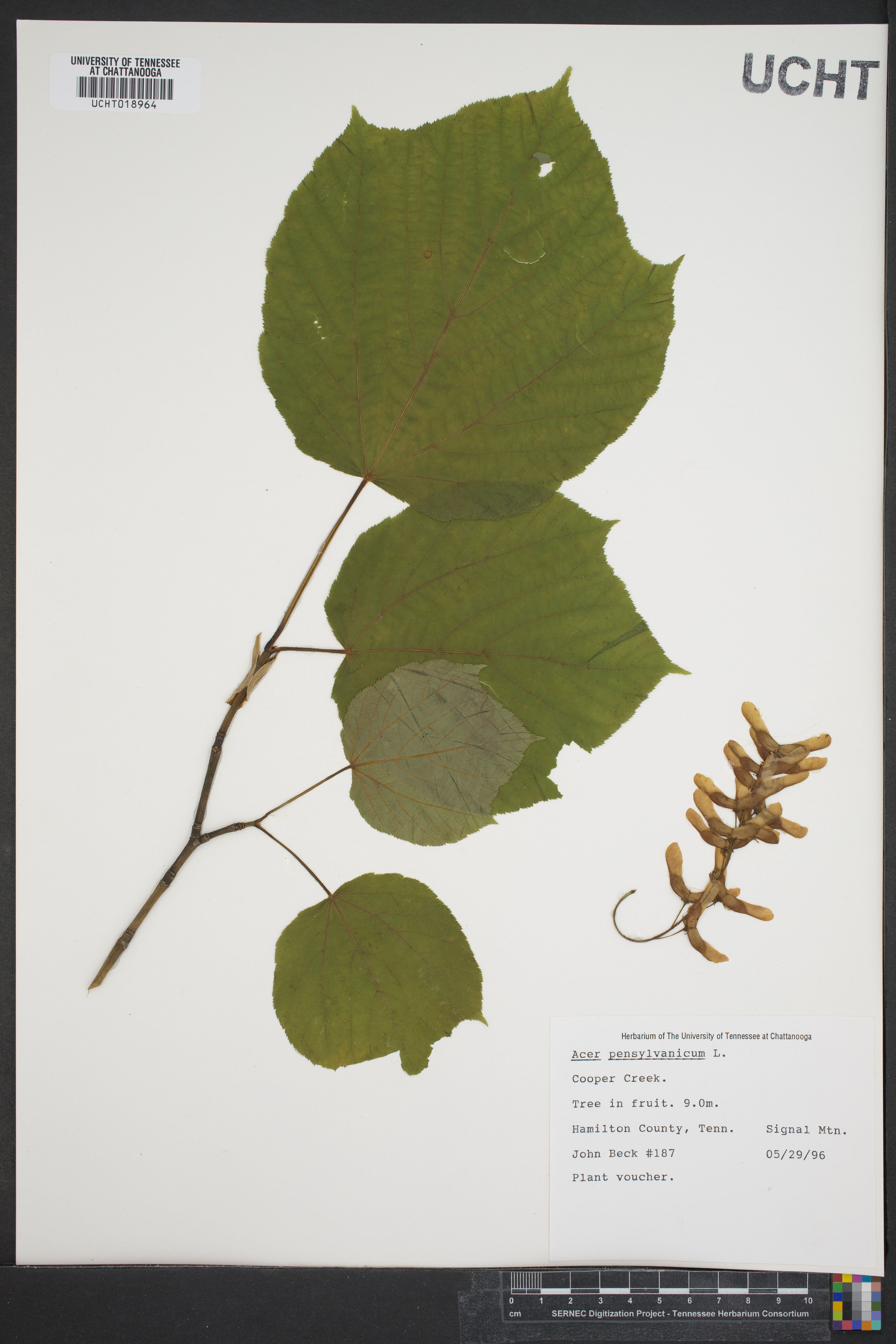 Acer pensylvanicum - 32