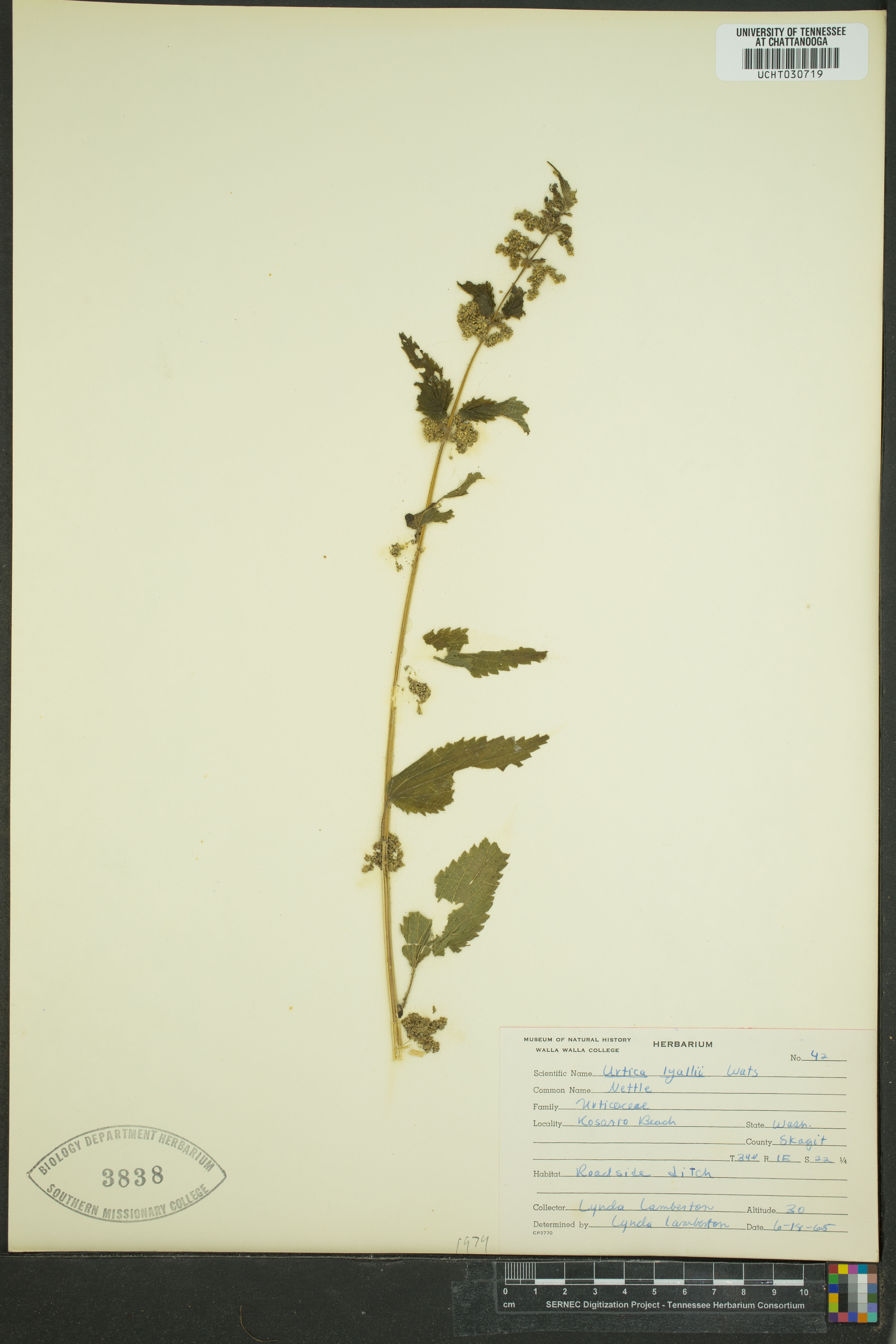 Urtica lyallii - 11