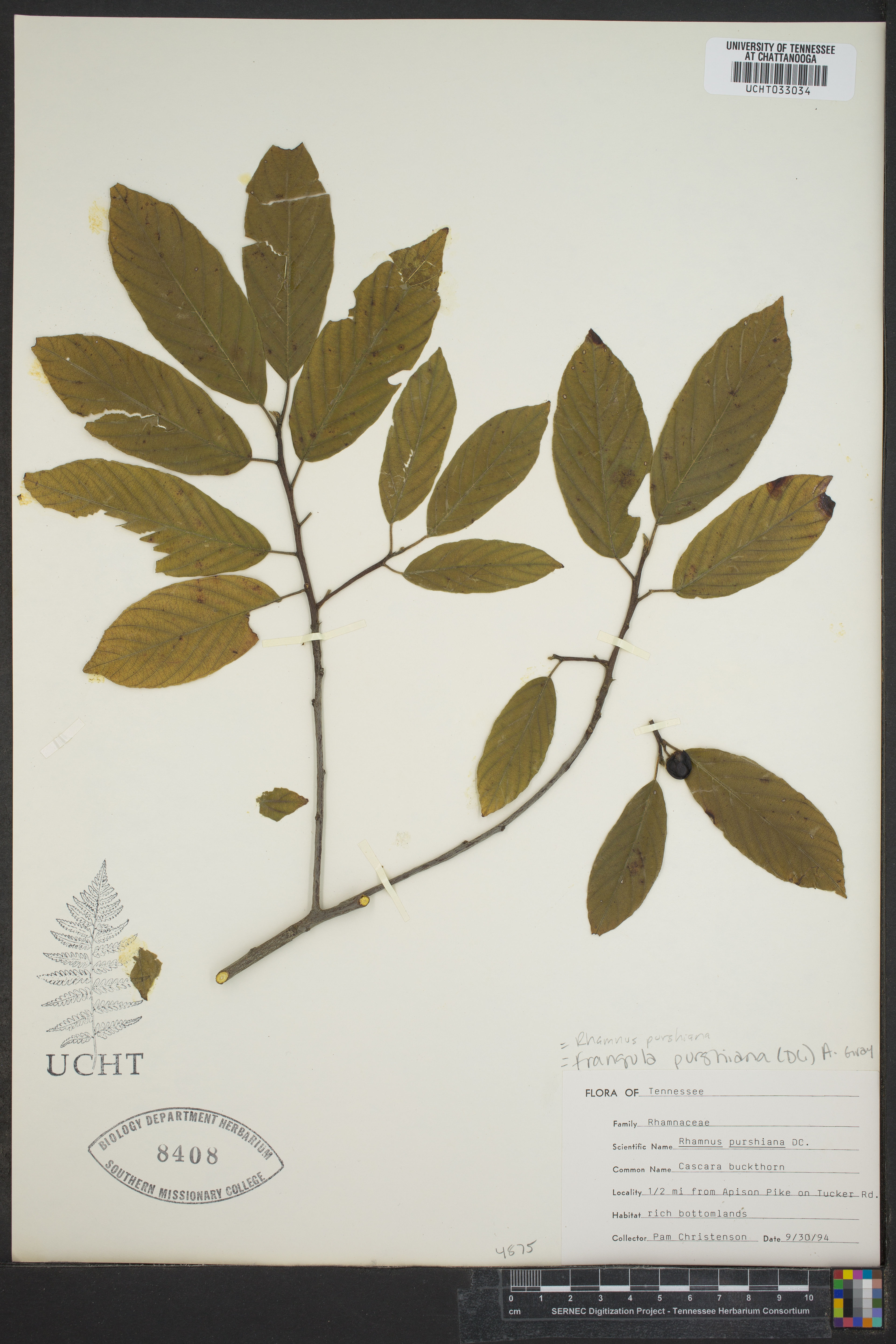 Rhamnus purshiana - 89