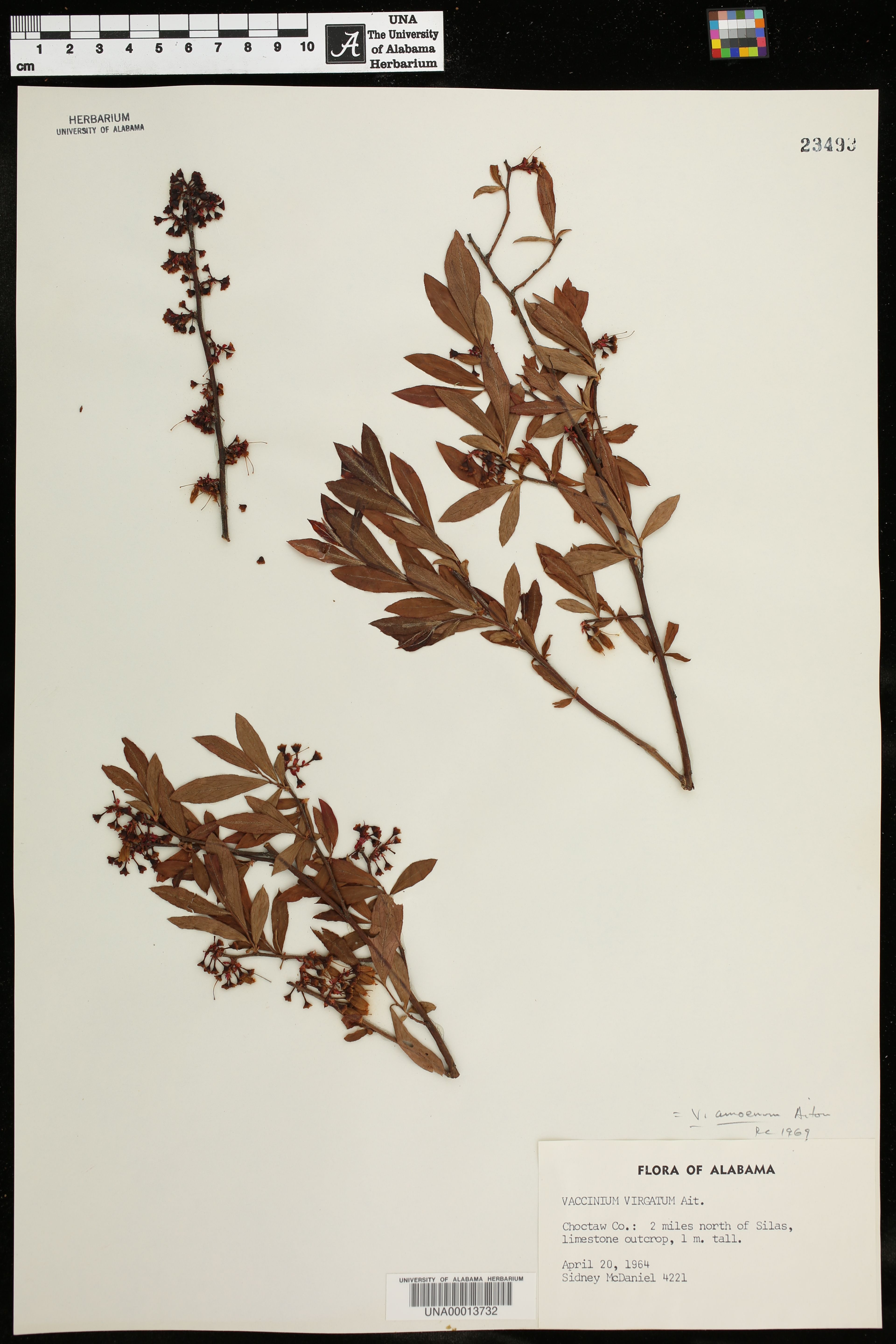 Vaccinium amoenum - 44