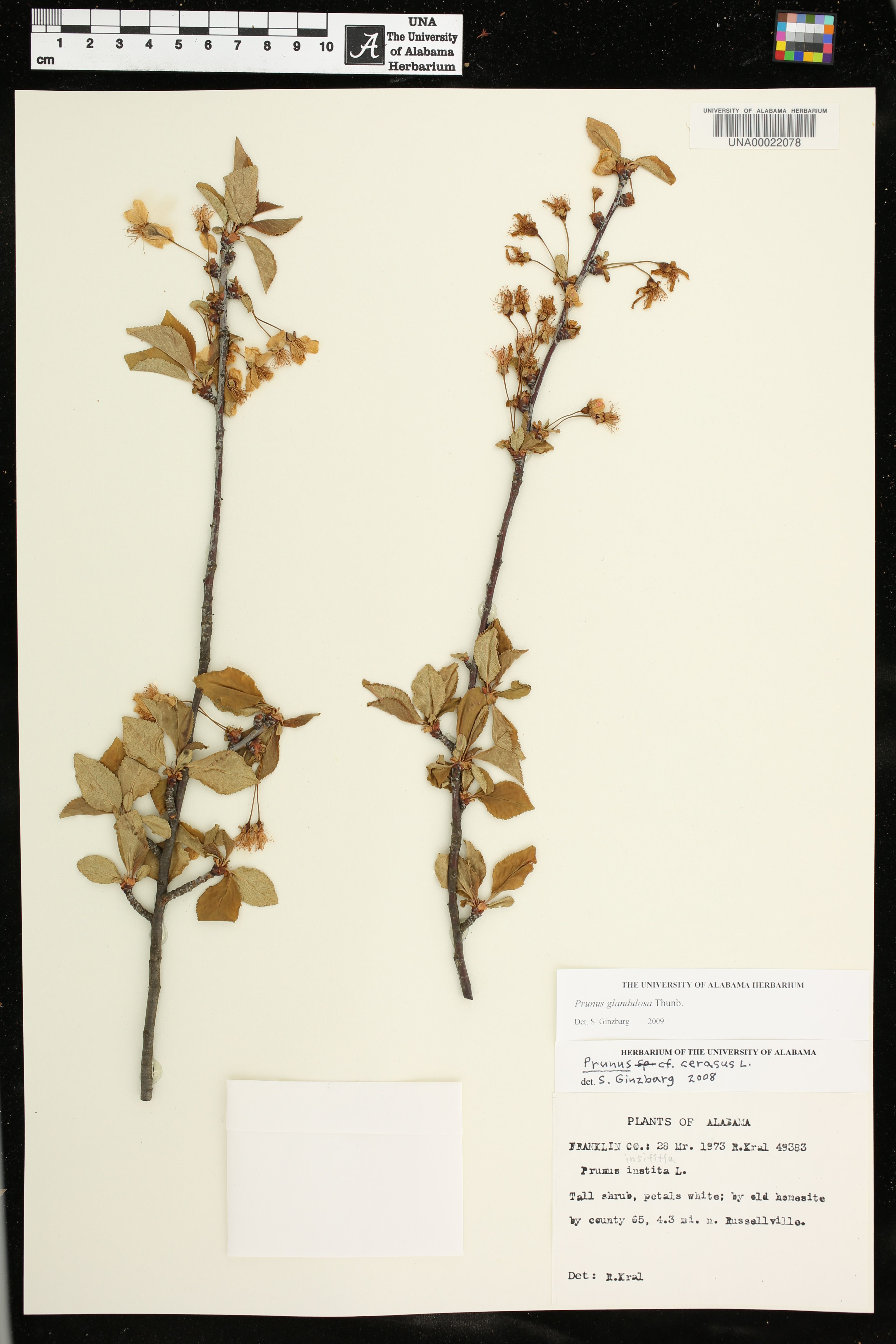 Prunus glandulosa - 54