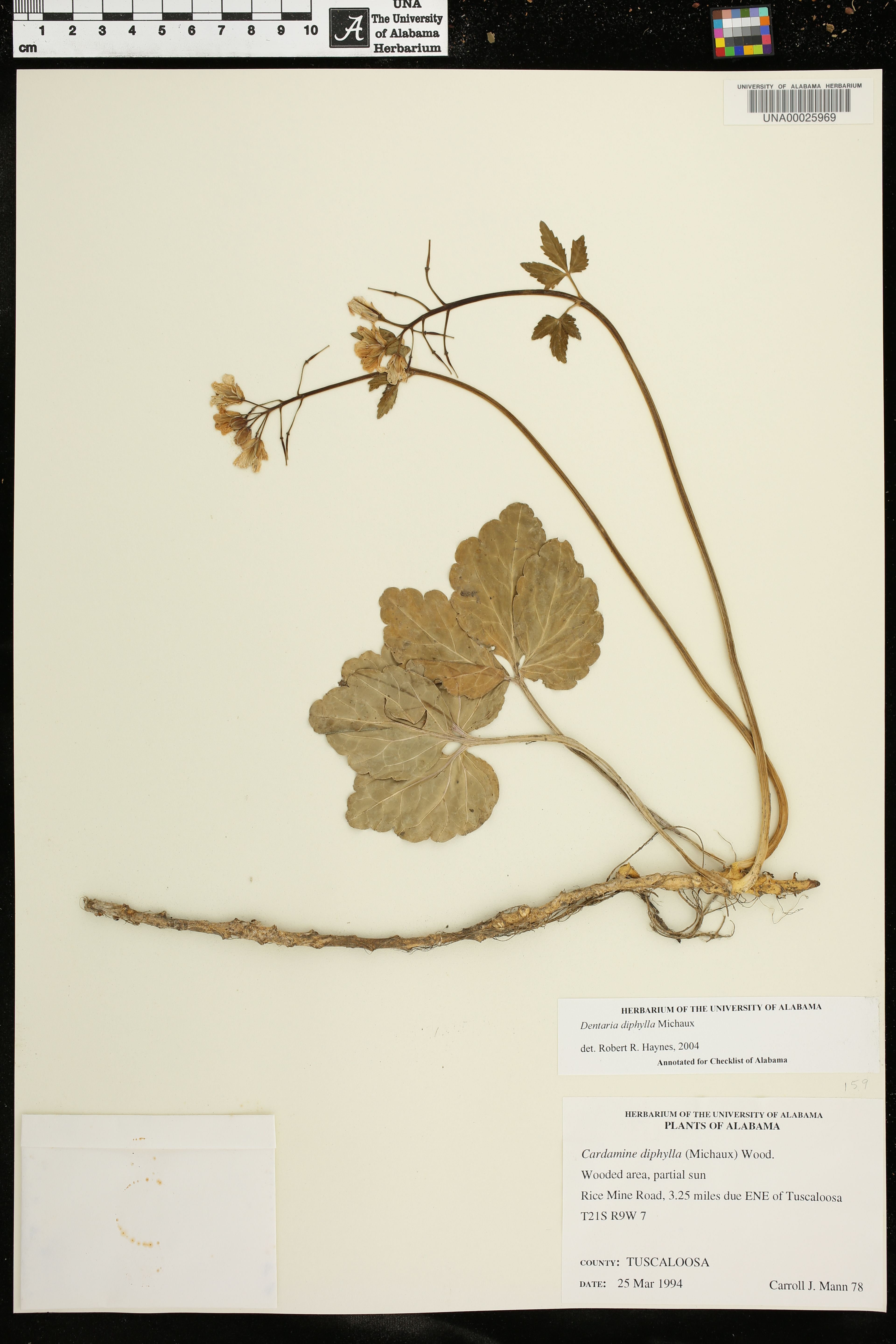 Dentaria diphylla - 59