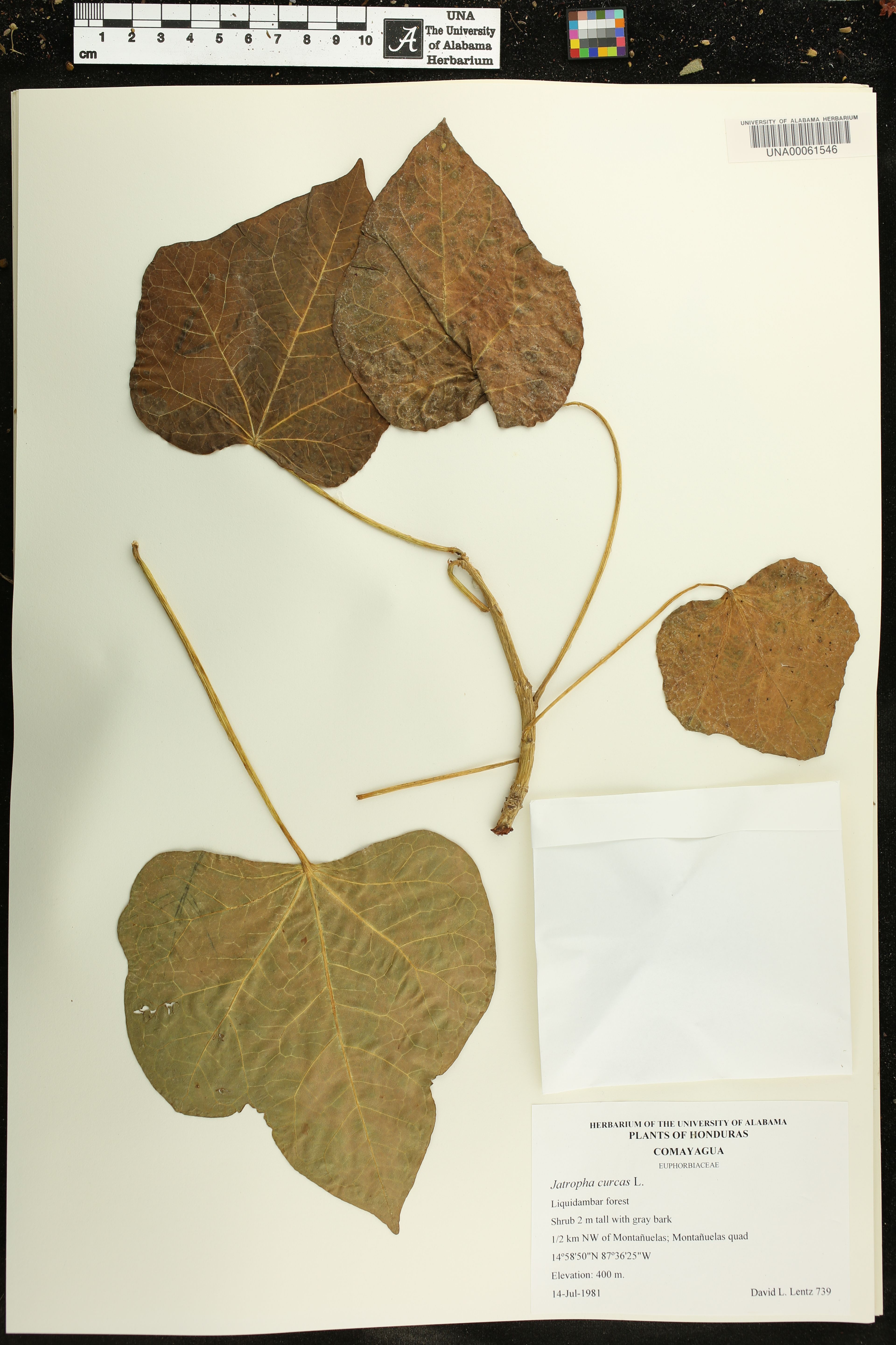 Jatropha curcas - 2