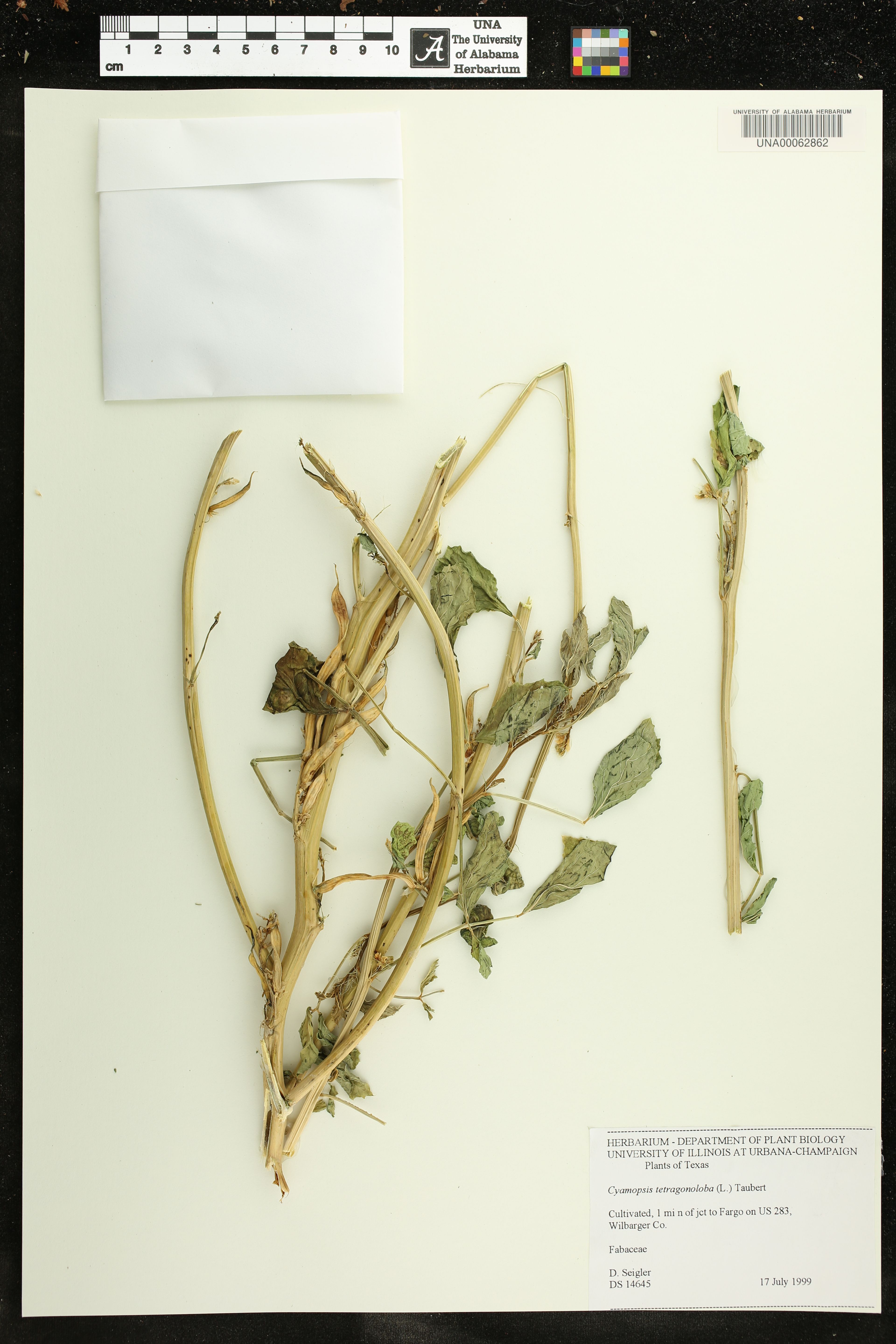 Cyamopsis tetragonoloba - 39