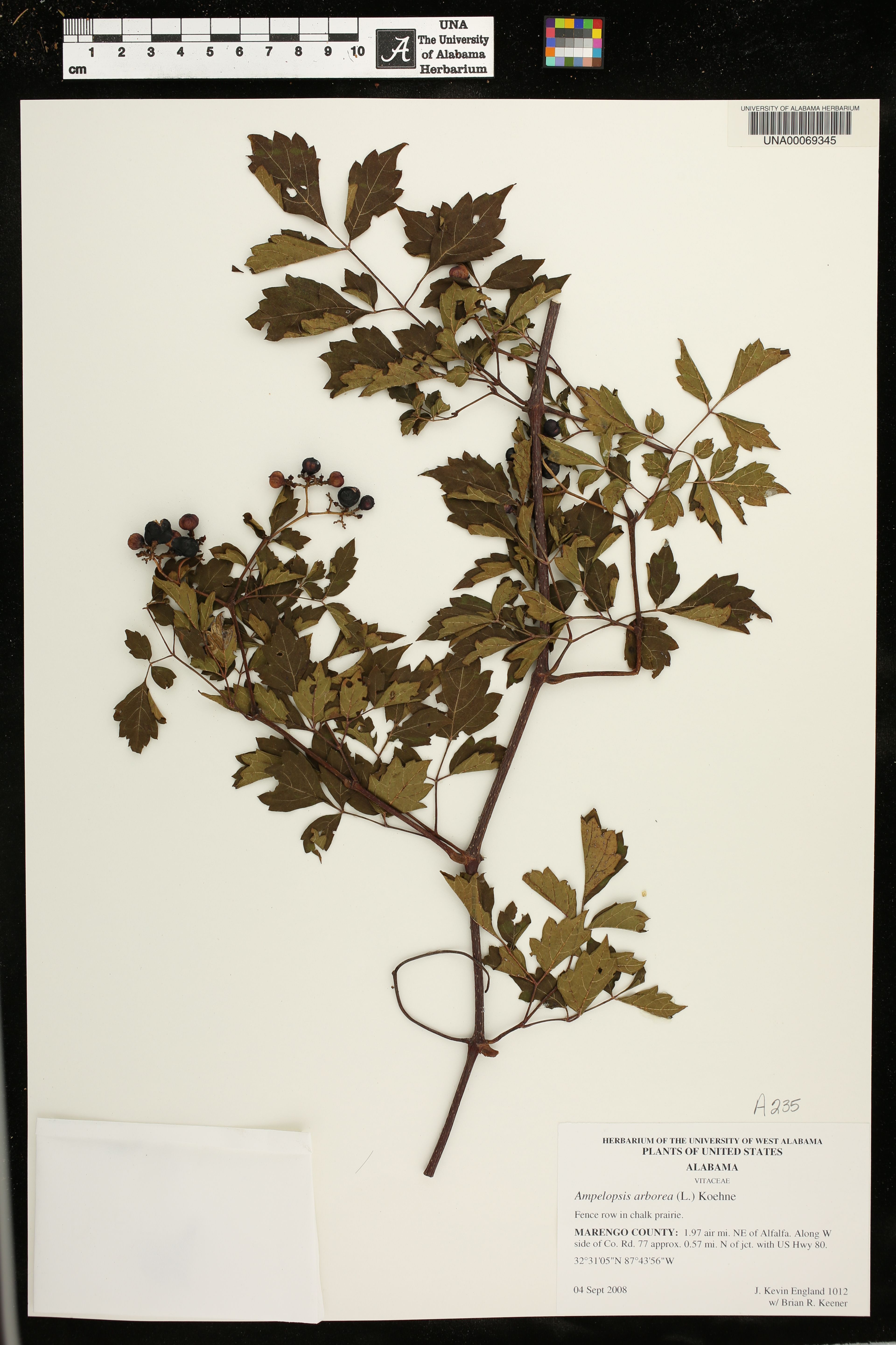 Ampelopsis arborea - 43