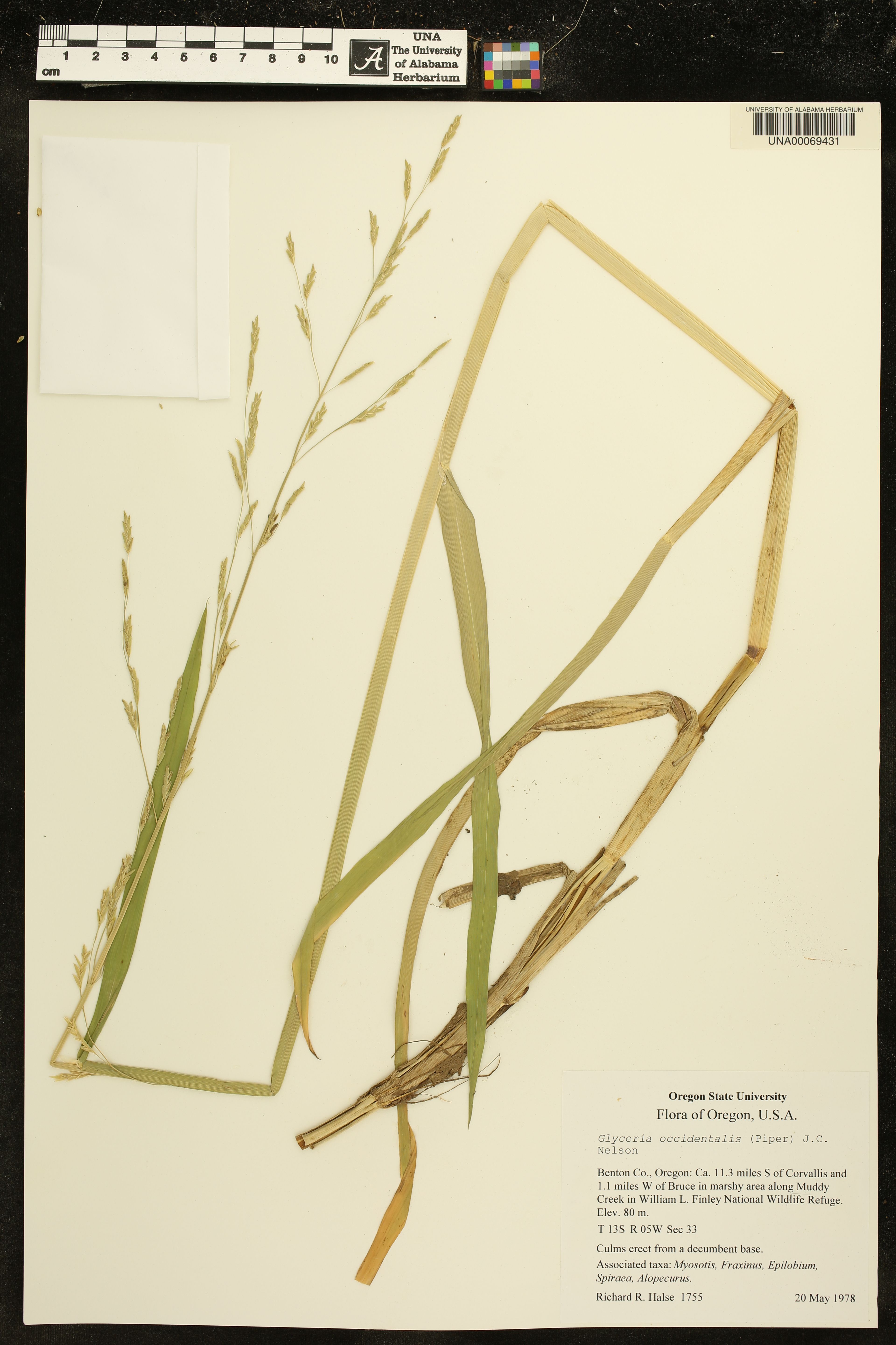 Glyceria occidentalis - 74