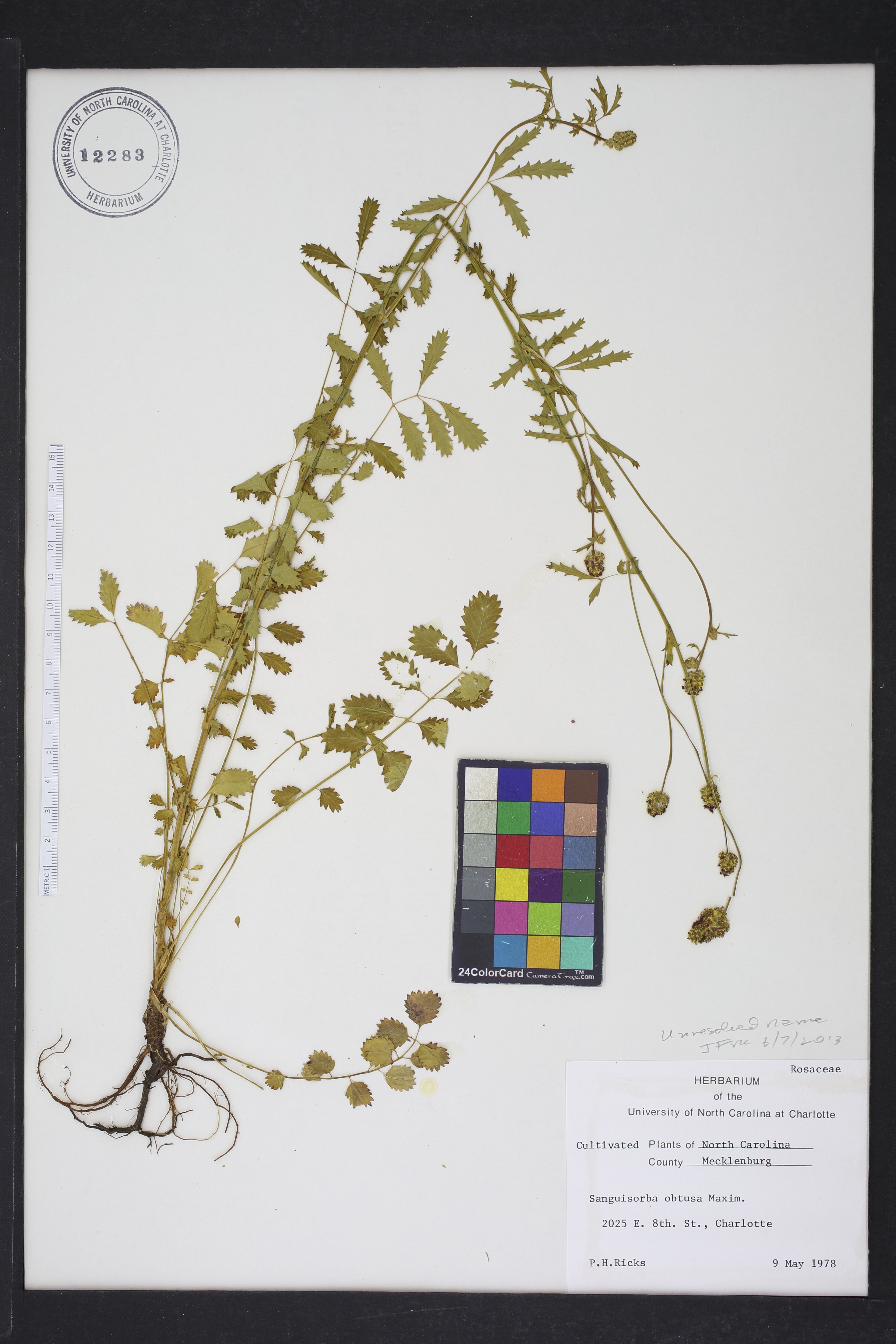 Sanguisorba obtusa - 40