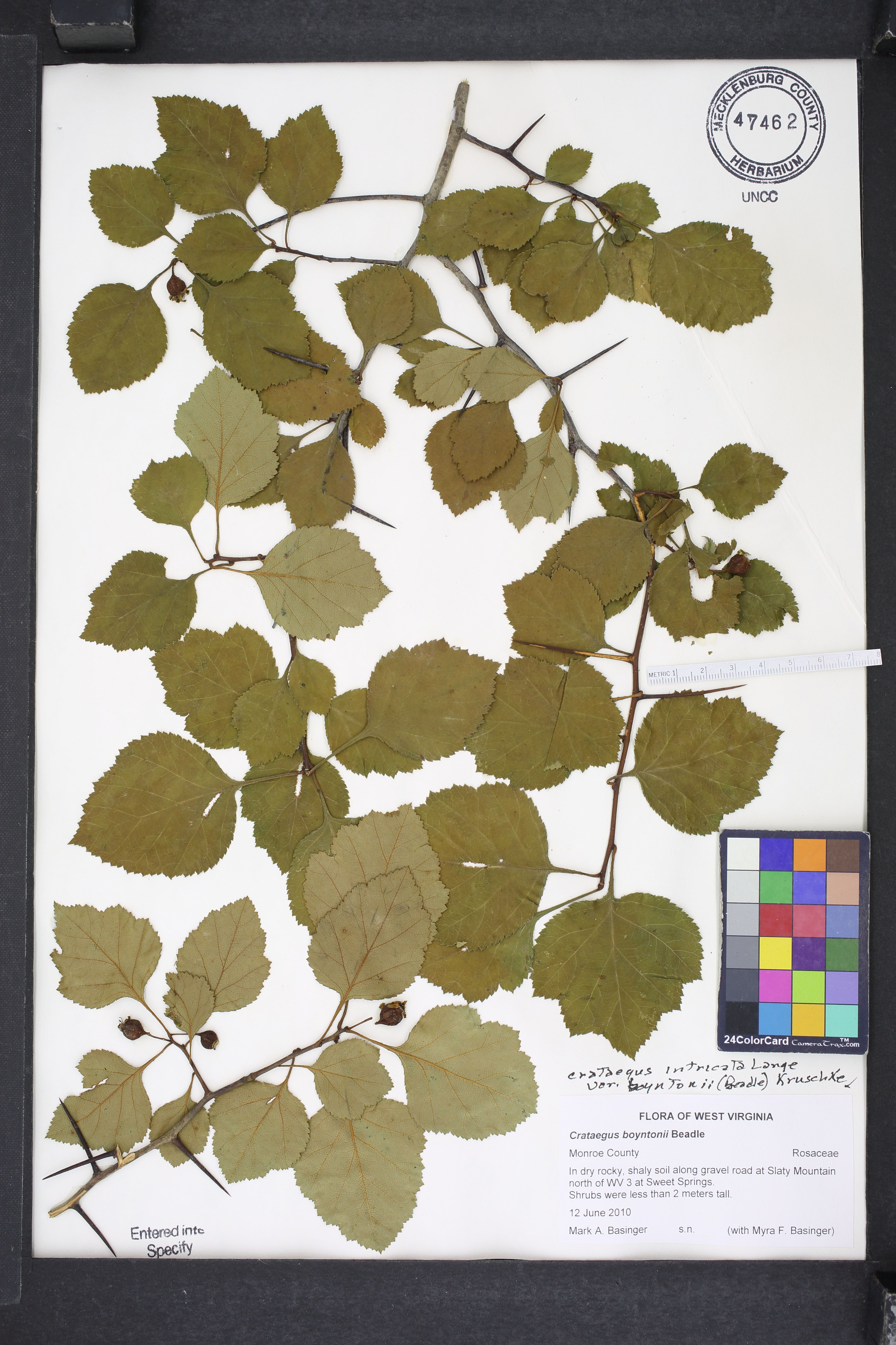 Crataegus intricata - 66