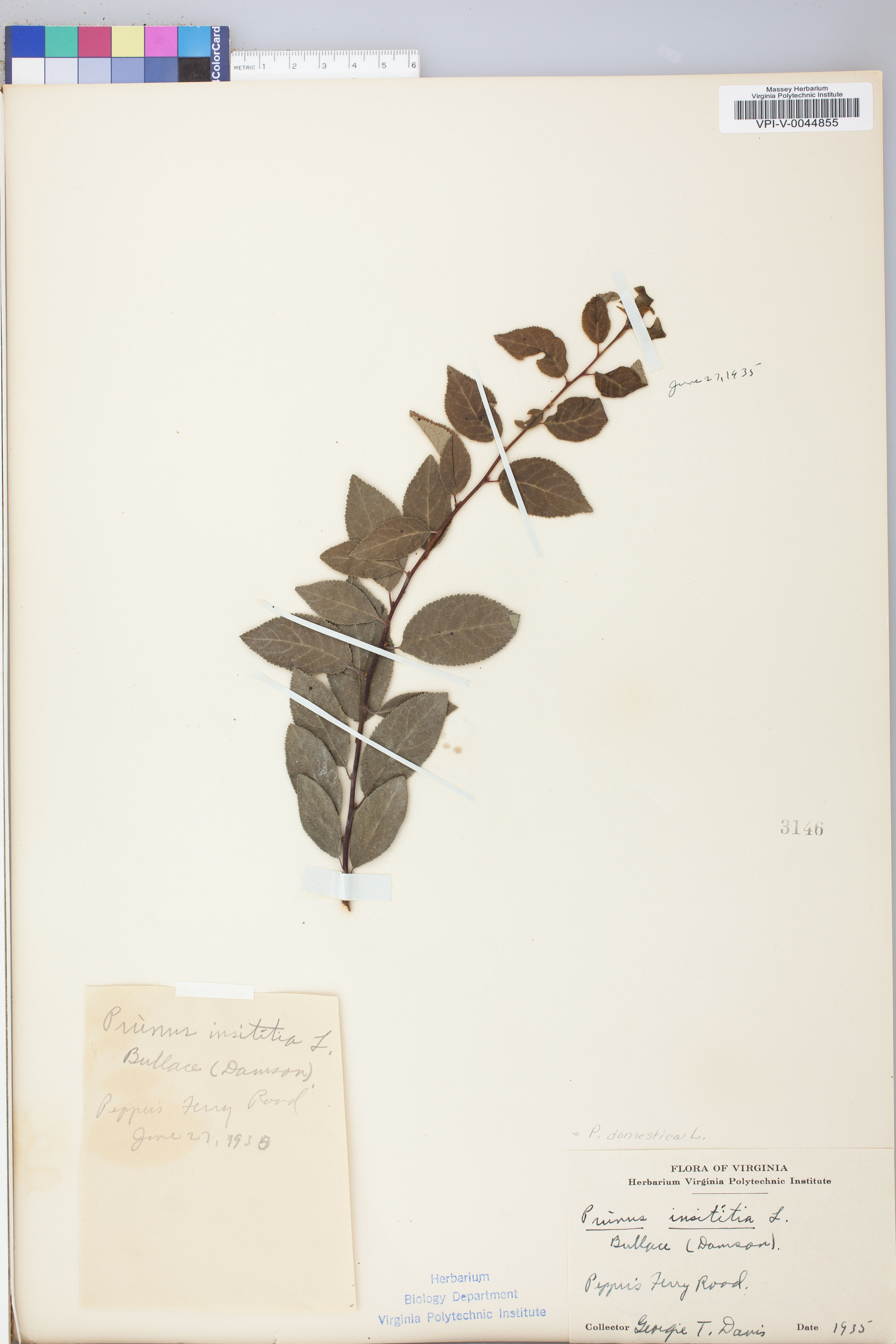 Prunus domestica - 44