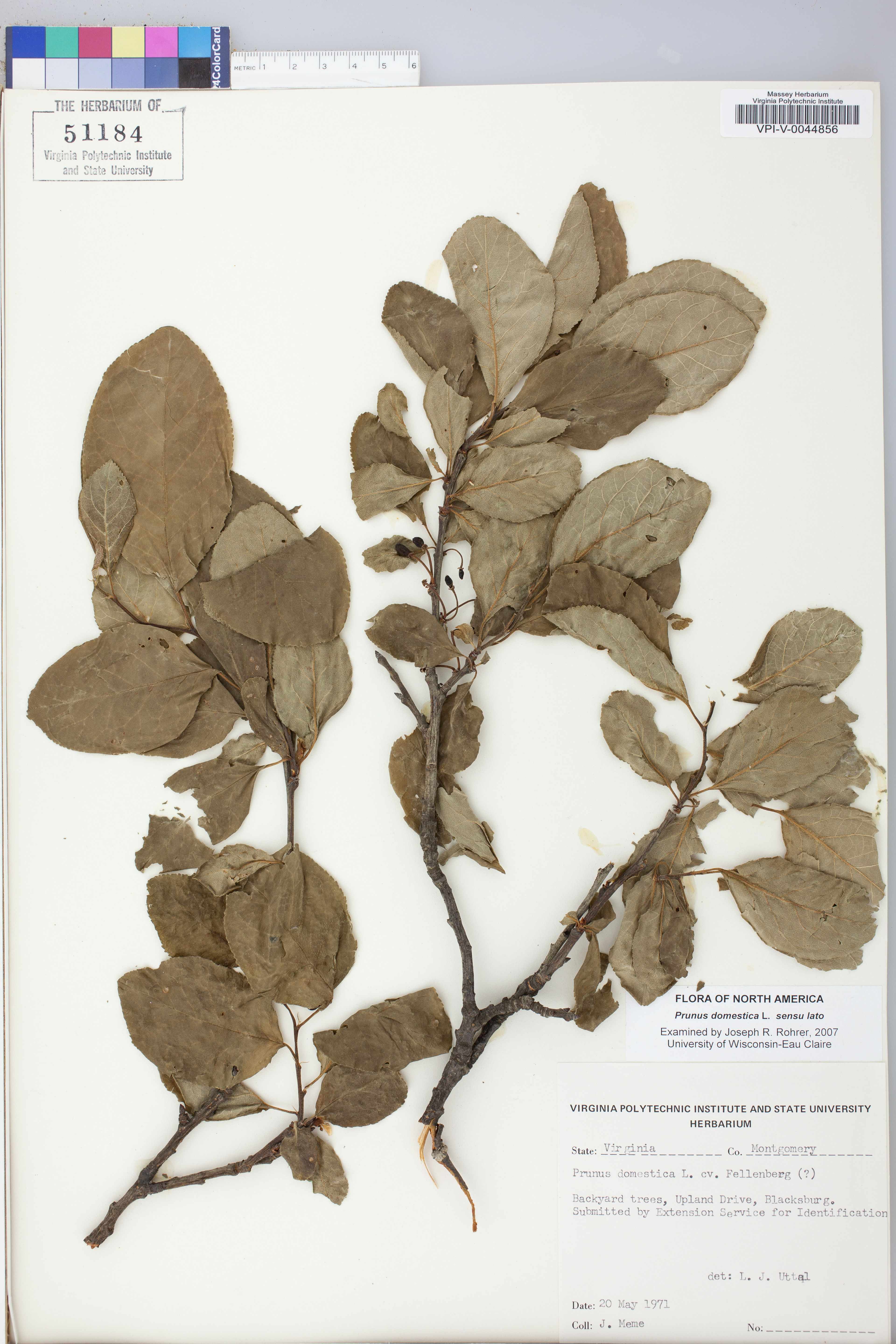 Prunus domestica - 48