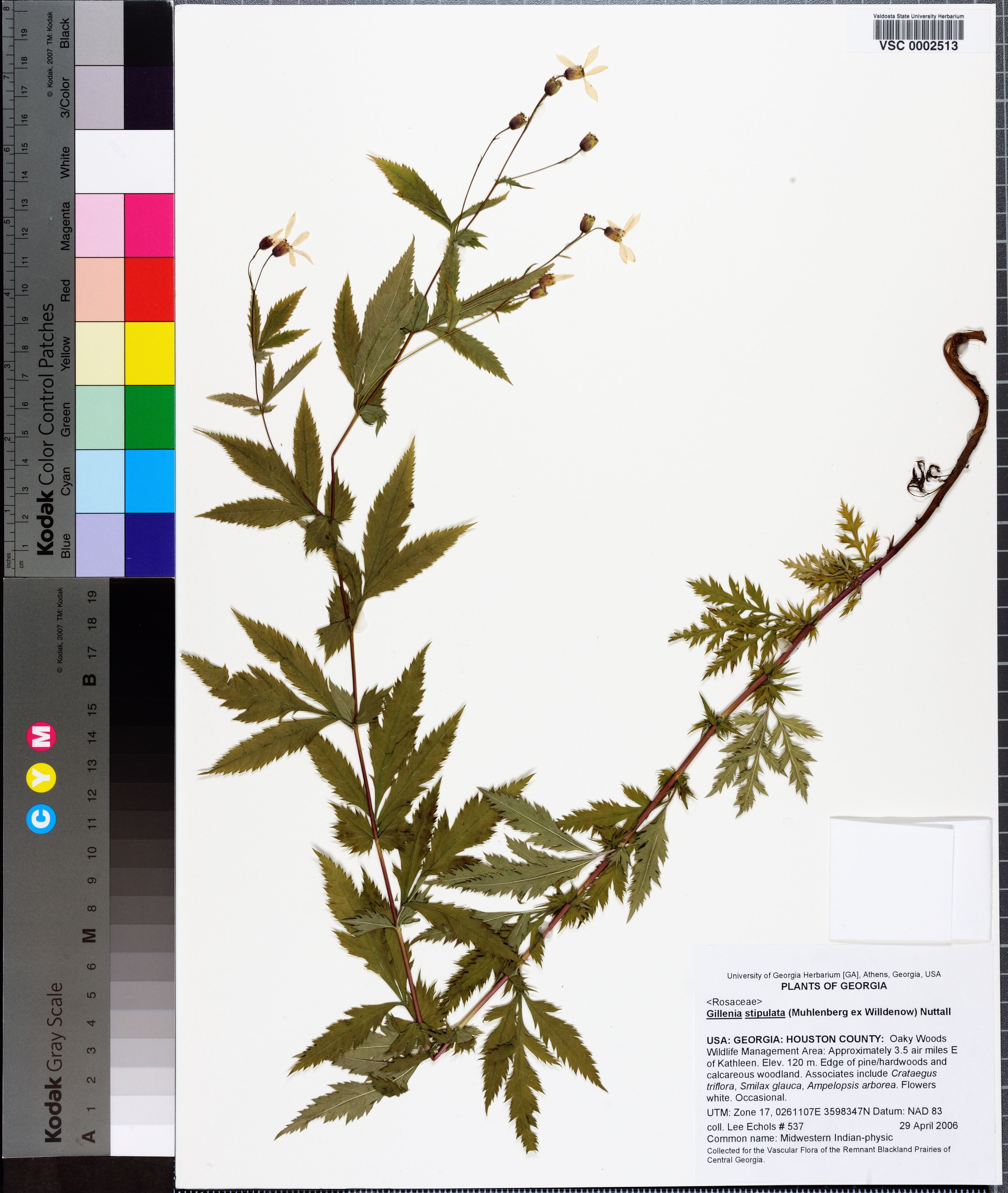 Gillenia stipulata - 89