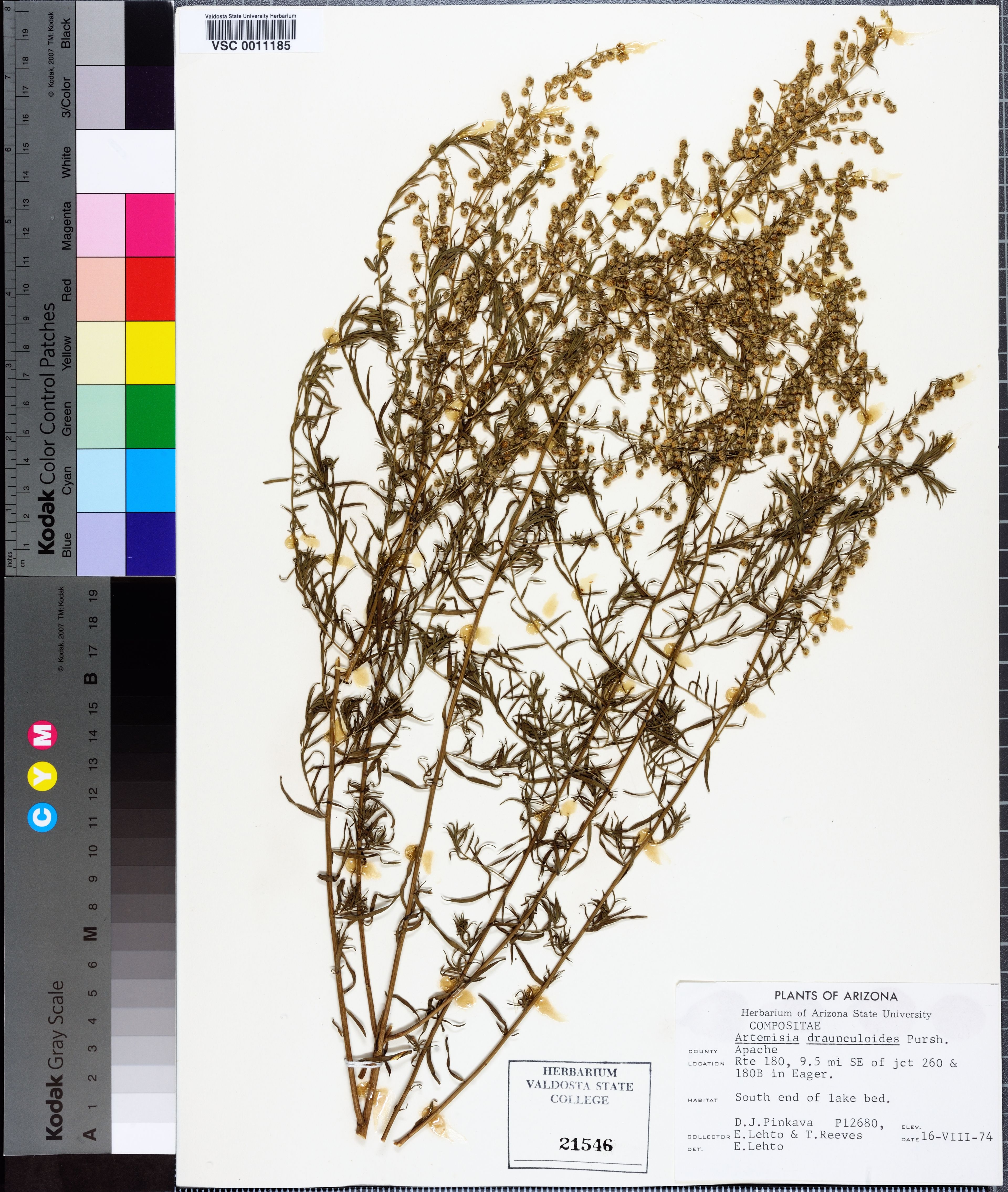 Artemisia dracunculoides - 12