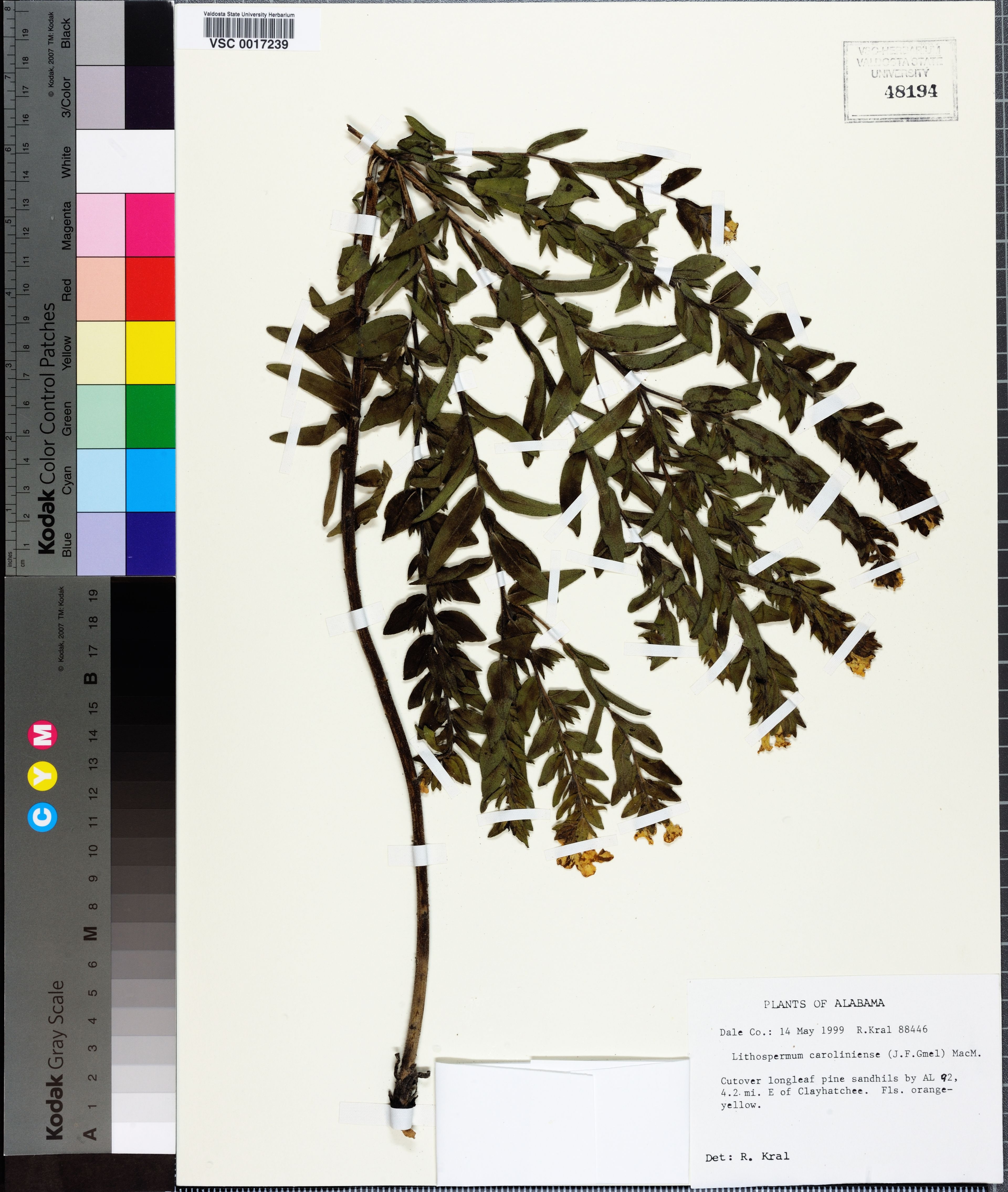 Lithospermum caroliniense - 42