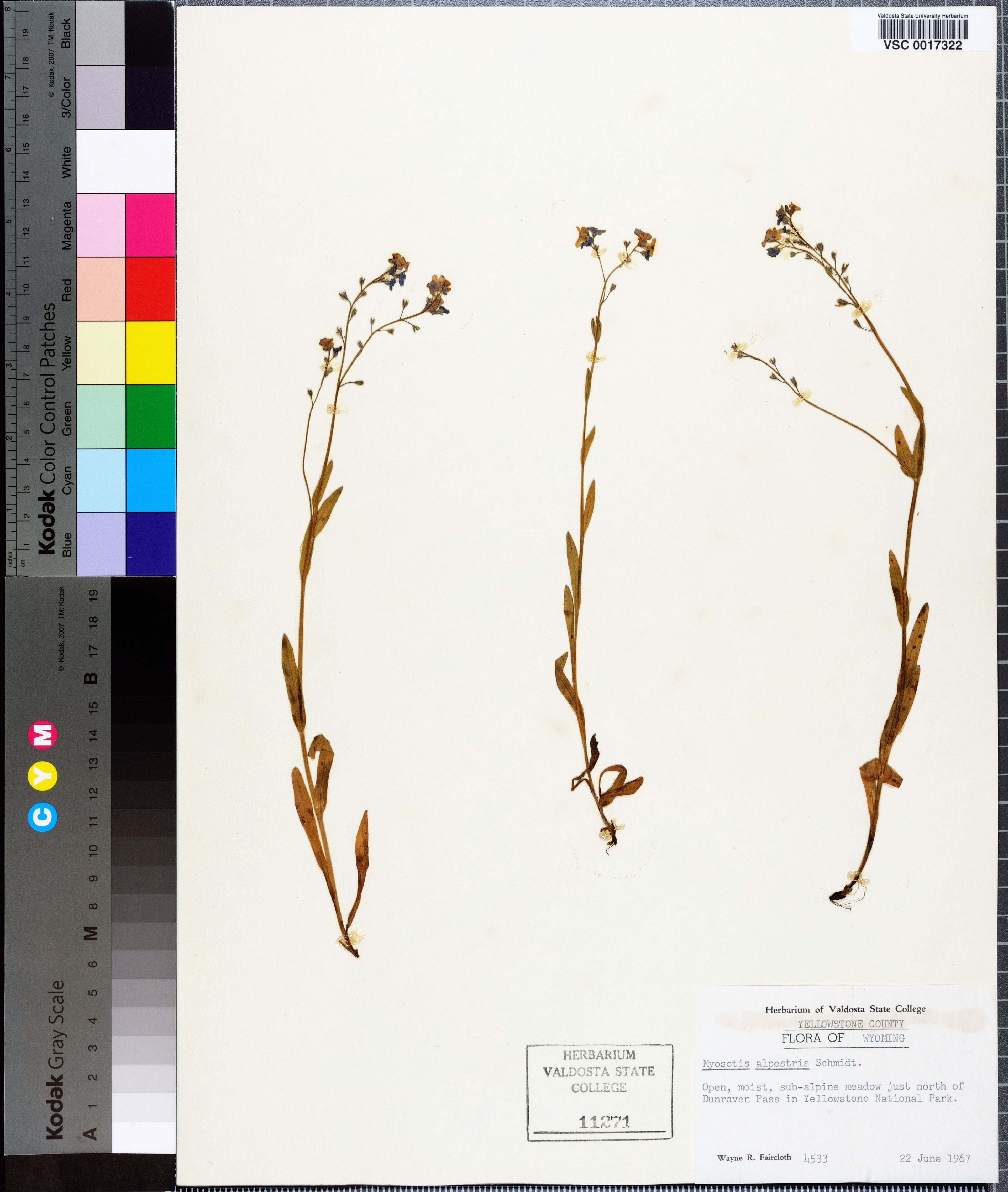 Myosotis alpestris - 33