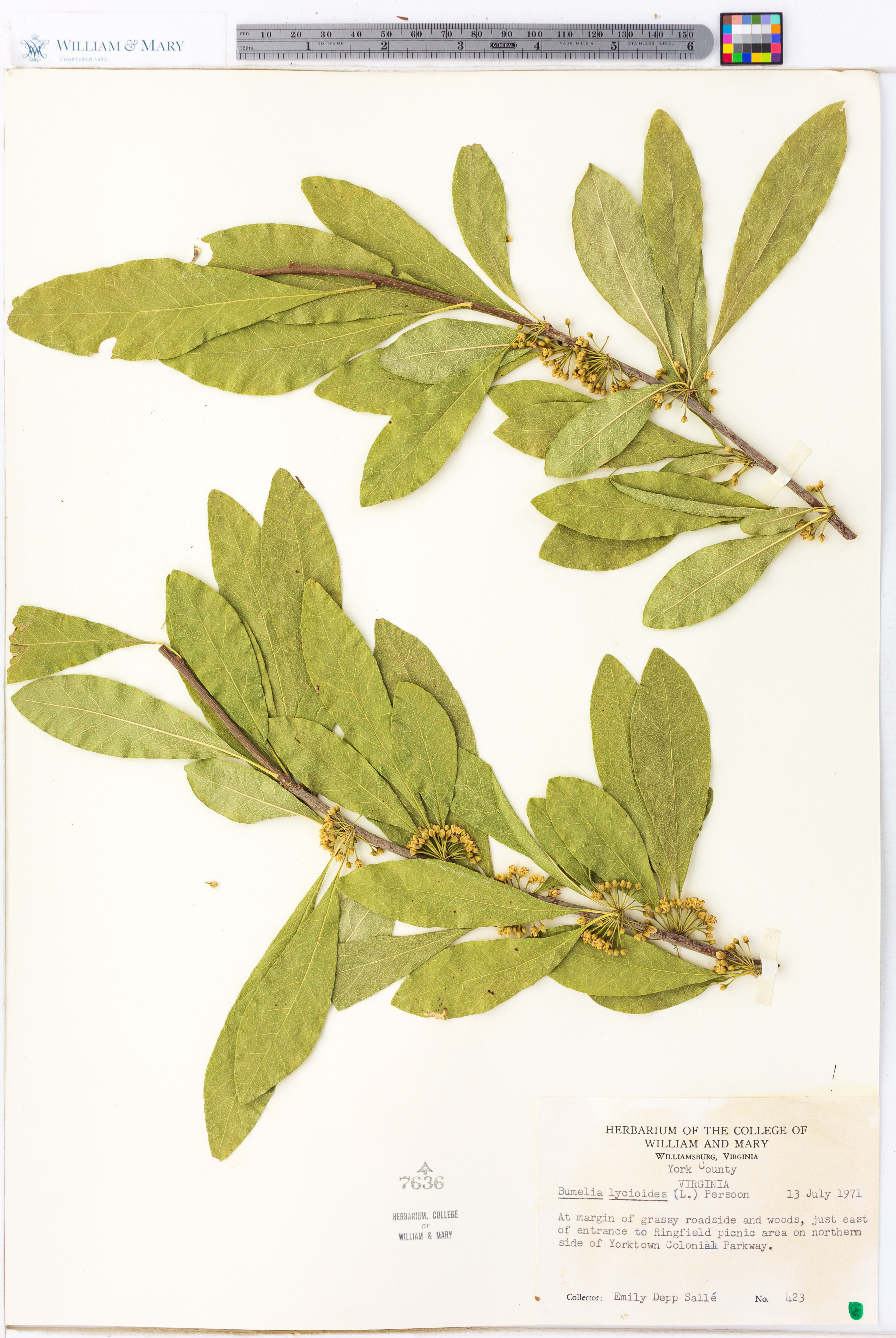 Bumelia lycioides - 19