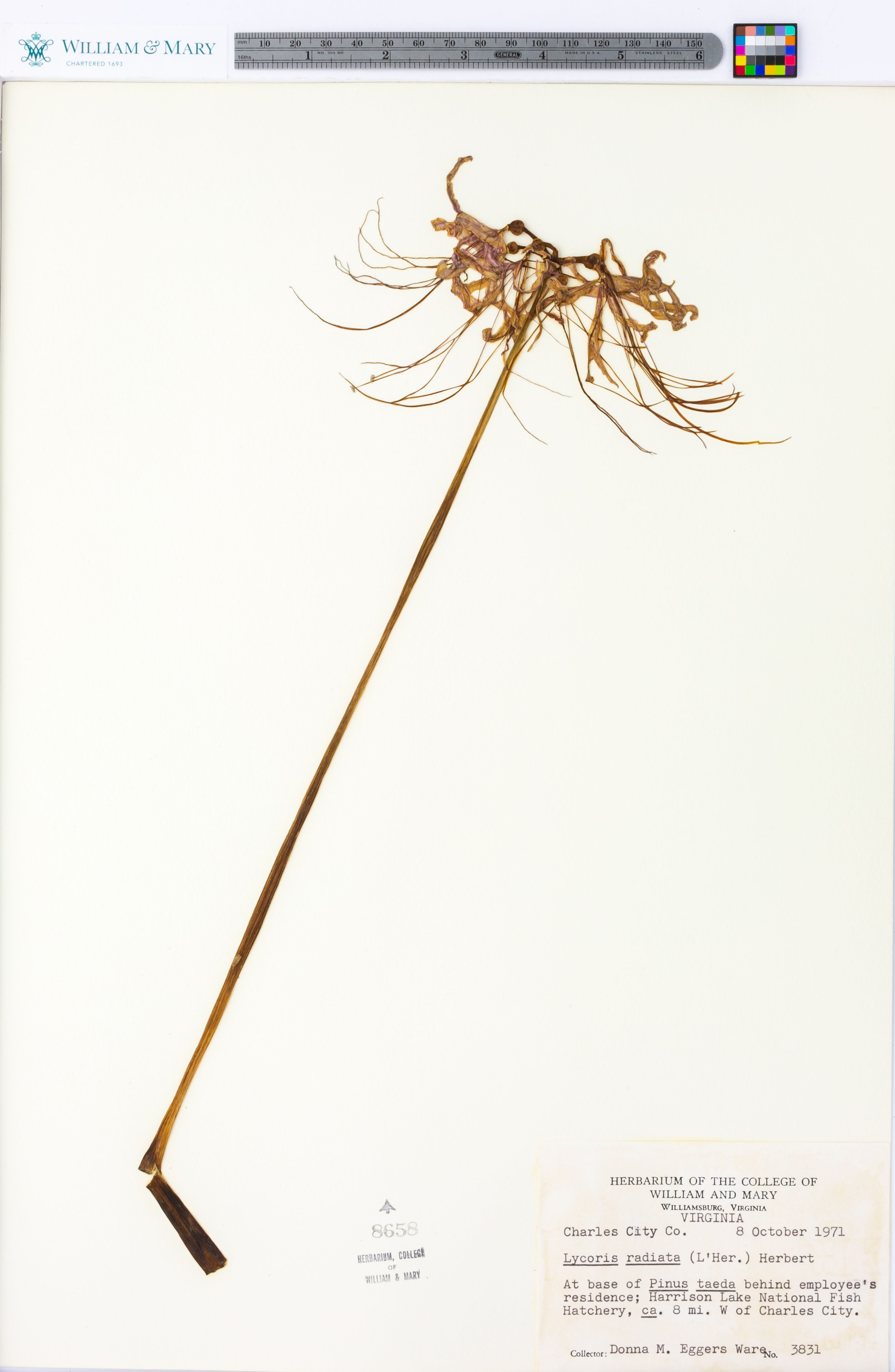 Lycoris radiata - 78