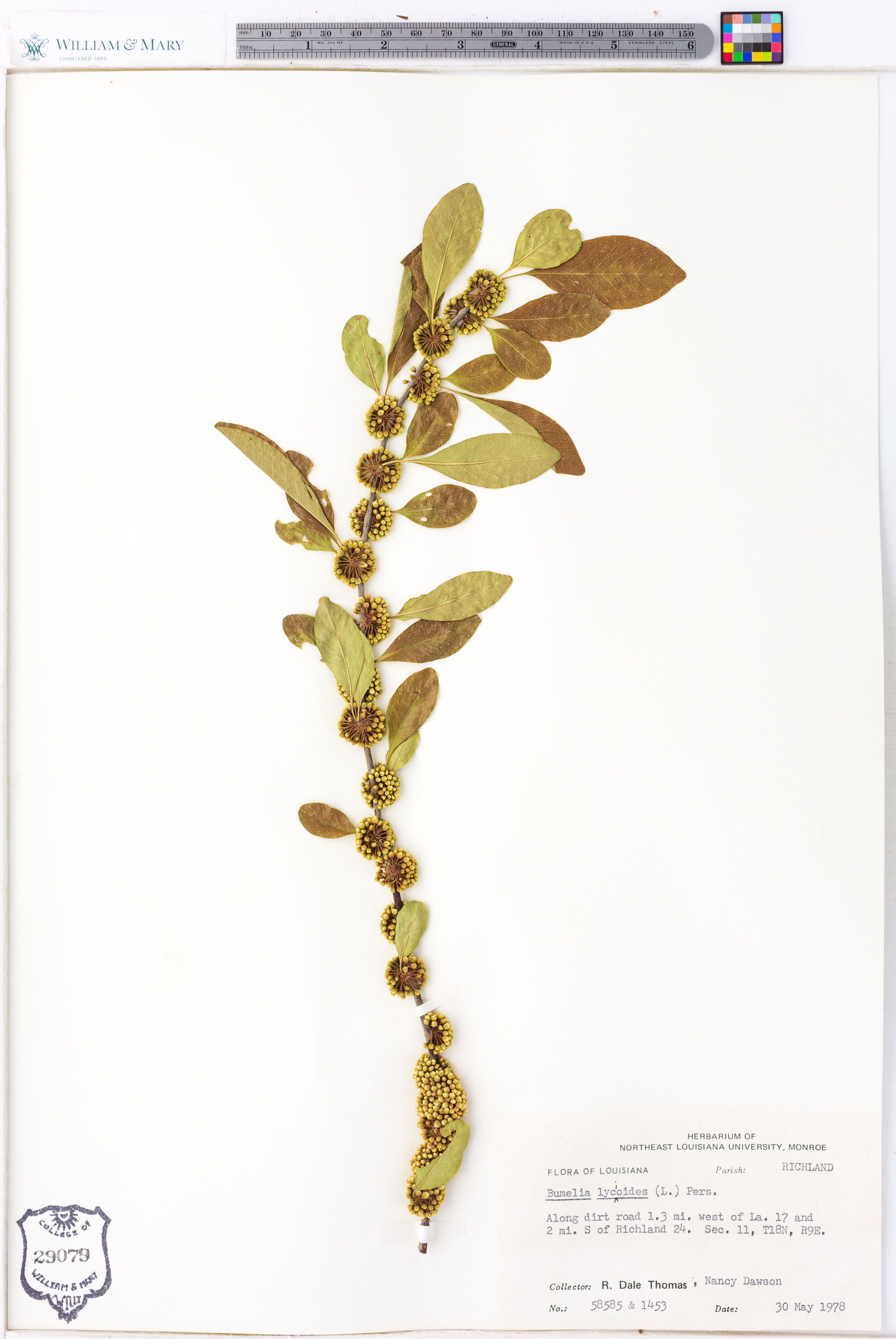 Bumelia lycioides - 14